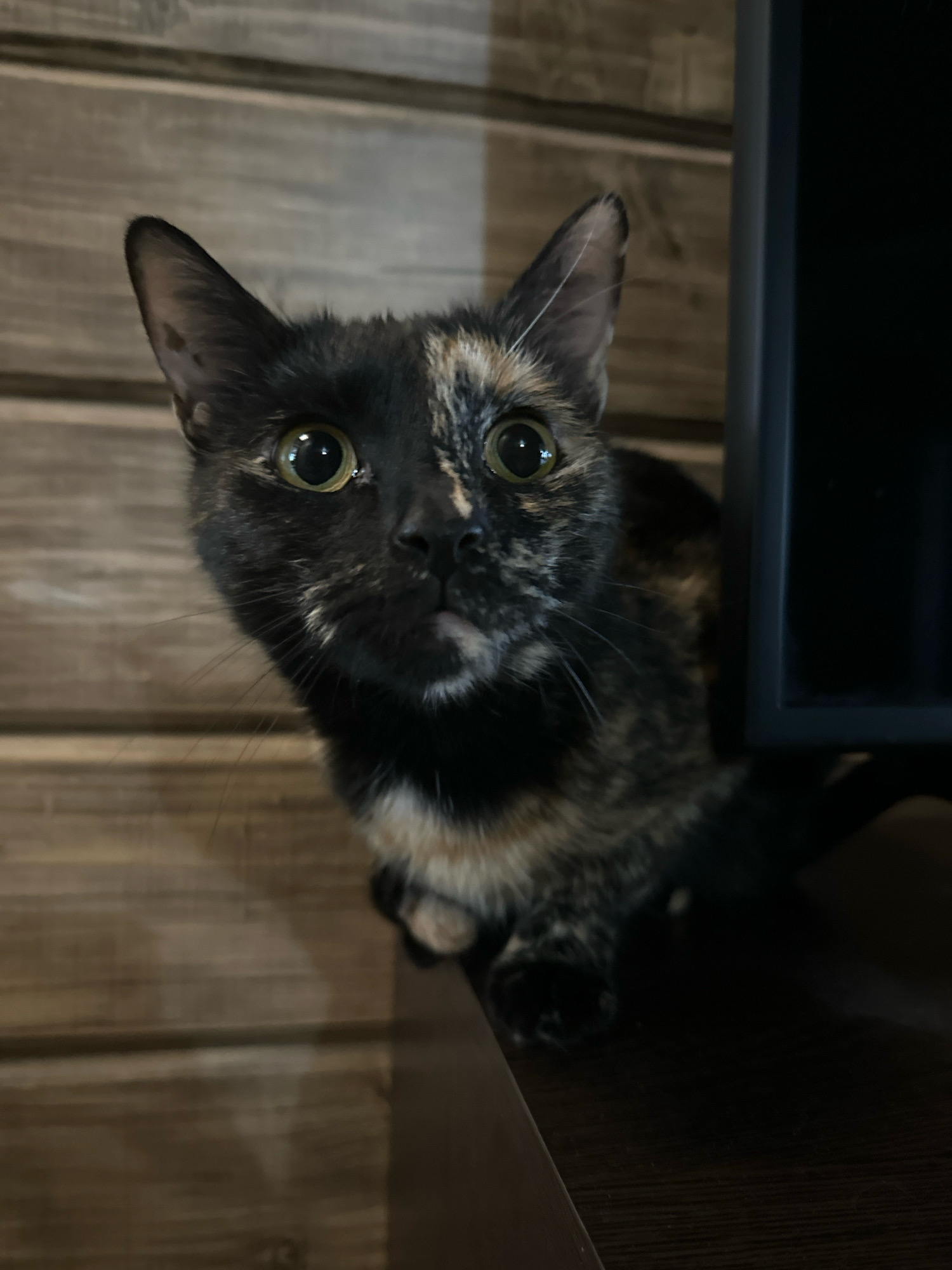 A tortoiseshell cat with wide, green eyes and distinct patches of black, orange, and cream fur is looking directly at the camera. The cat is positioned on a dark surface in front of a wooden wall. To the right of the cat, a dark, rectangular object is visible, possibly furniture or an electronic device. The cat's expression appears curious and alert. There are no people or other animals present. The lighting is dim, with a light source seemingly coming from the front and slightly to the left, highlighting the cat's face. The background is a horizontally paneled wooden wall. The overall scene suggests an indoor environment, likely a domestic setting in the city of Virki, Russia.