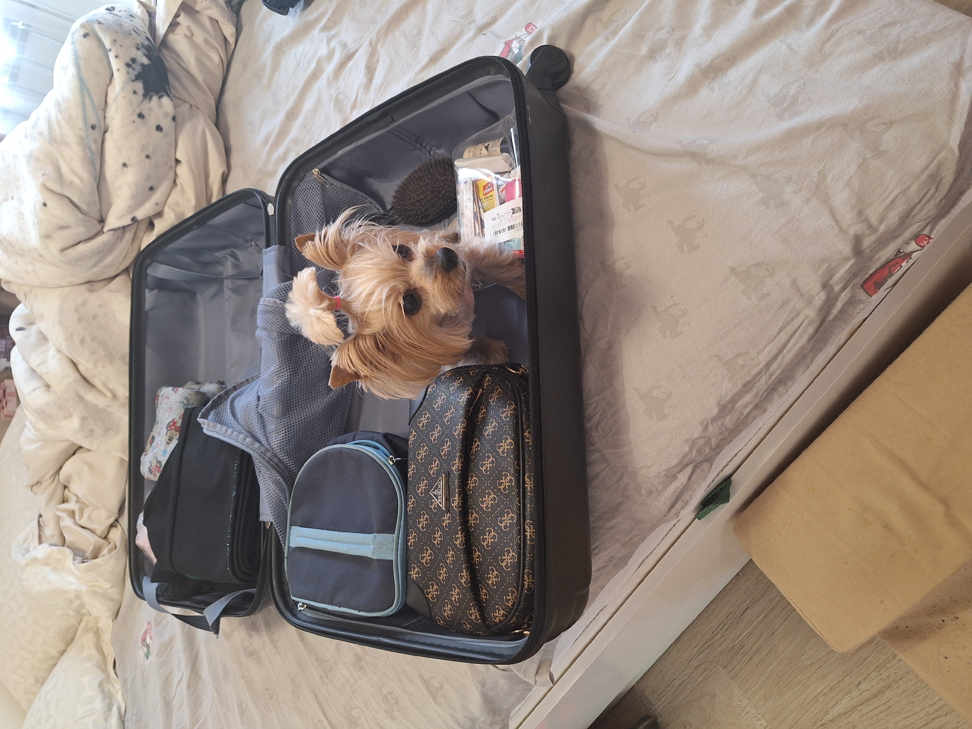 The image depicts an open black suitcase lying on a bed with a patterned bedspread, potentially in a domestic setting. Inside the suitcase, among various packed items like a small blue bag with a light blue stripe, a brown patterned purse, and what appears to be toiletries, sits a small, tan-colored dog with its head and upper body visible. The dog has a fluffy coat and what appear to be pink hair ties. The surrounding environment includes a white and tan comforter and the edge of a white bed frame. There is no information in the image to identify the city as Sofia, Bulgaria, or any location. The scene appears to be focused on the packing of a suitcase and the dog's presence within it.