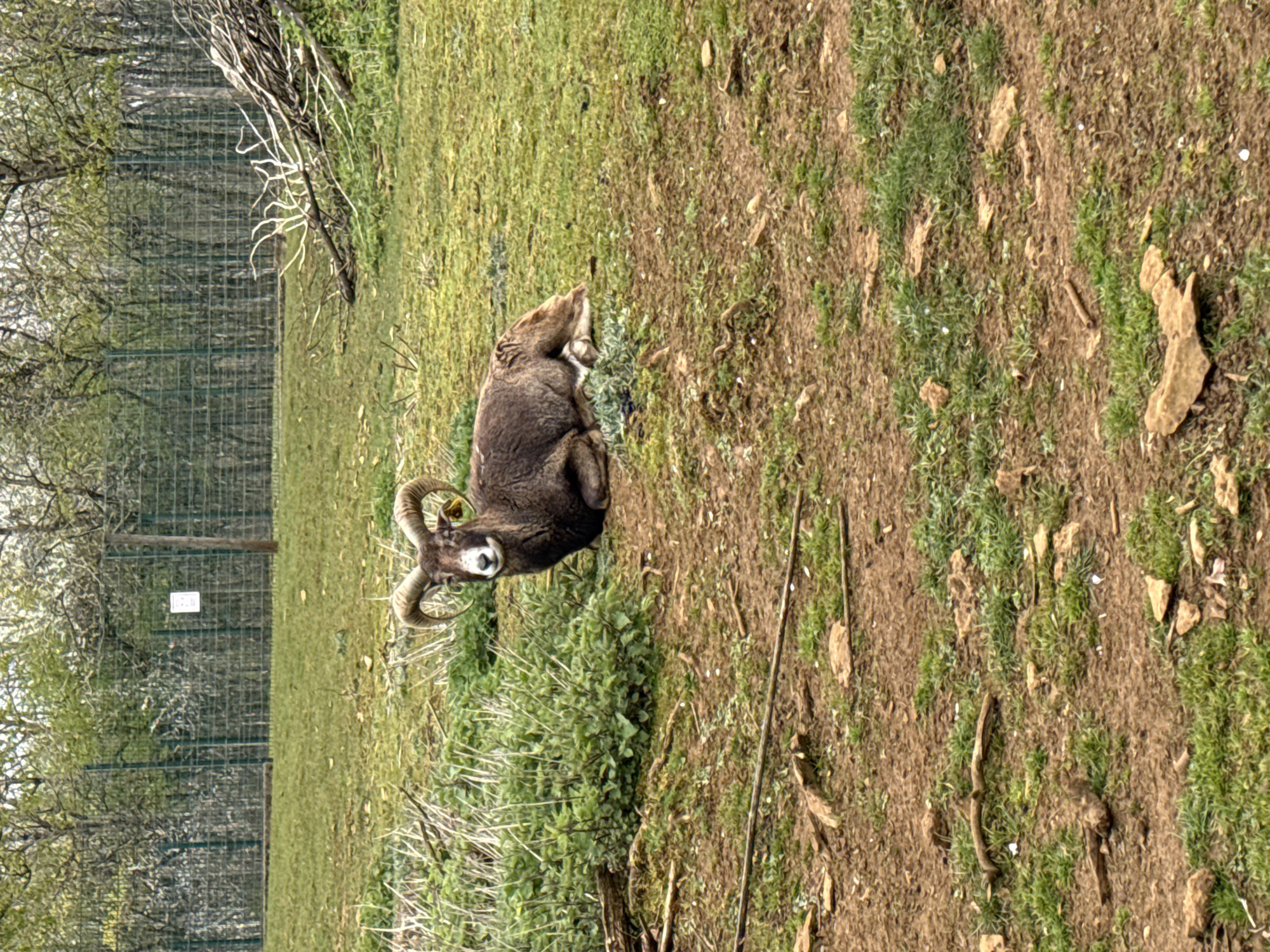 The image depicts a resting Mouflon, identified by its curved horns and a yellow tag on its ear, lying on a grassy area that transitions into a dirt and grass mix. The background includes a wire fence and trees. The location is likely in or near Esch-sur-Alzette, Luxembourg, given the request. There are no people visible.