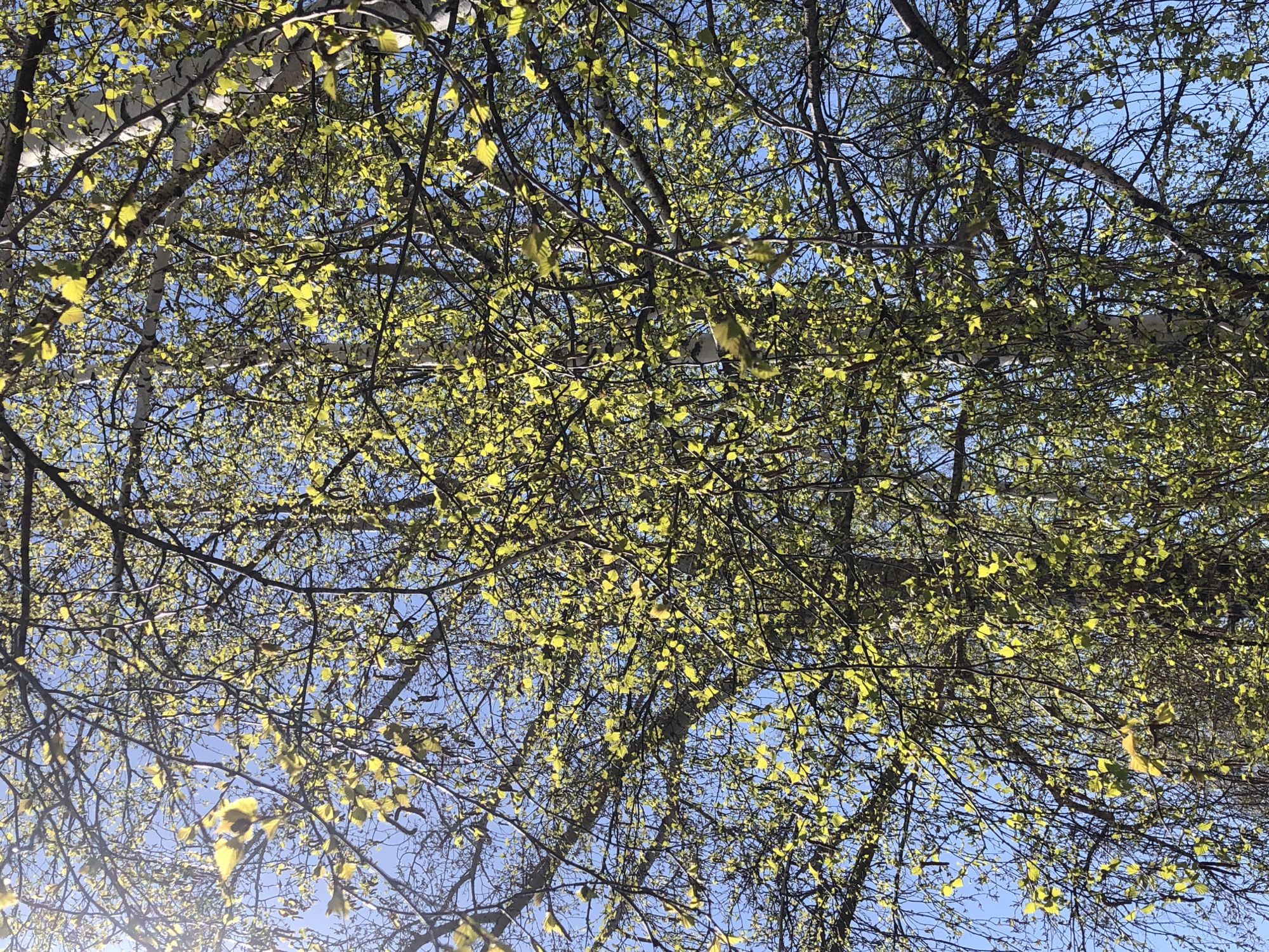 The image depicts a view looking up through the branches of birch trees, identifiable by their characteristic white bark, toward a blue sky. The trees have small, light green leaves emerging, suggesting springtime. The branches are dense, creating a network of lines against the sky. Sunlight filters through the foliage, creating highlights and shadows. The specific location is not discernible from the image alone. The city of Chaikovsky, Russia, is also not verifiable solely from the image content. There are no people or identifiable objects visible apart from the trees and sky.