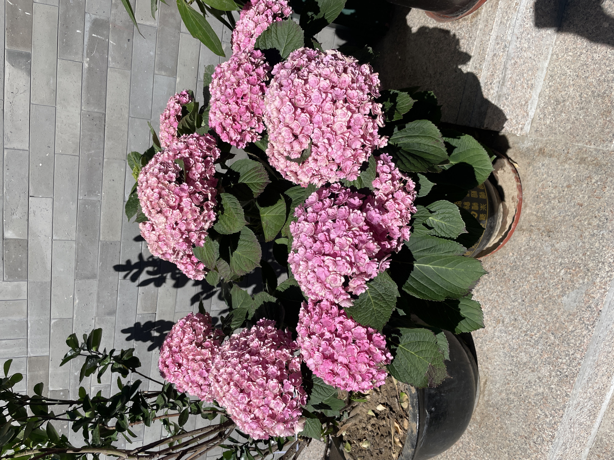 A high-angle, eye-level photograph captures a cluster of pink hydrangea plants in black pots, positioned on what appears to be a paved surface. The paved surface consists of grey bricks. The hydrangeas are in full bloom, with dense clusters of small pink flowers forming large, spherical heads. Green leaves are interspersed among the flowers. The black pots holding the hydrangeas are visible, partially obscured by the plants. Shadows are cast on the pavement, suggesting sunlight is present. The environment appears to be outdoors, potentially a patio or garden area. The location is Dongcheng District, China.