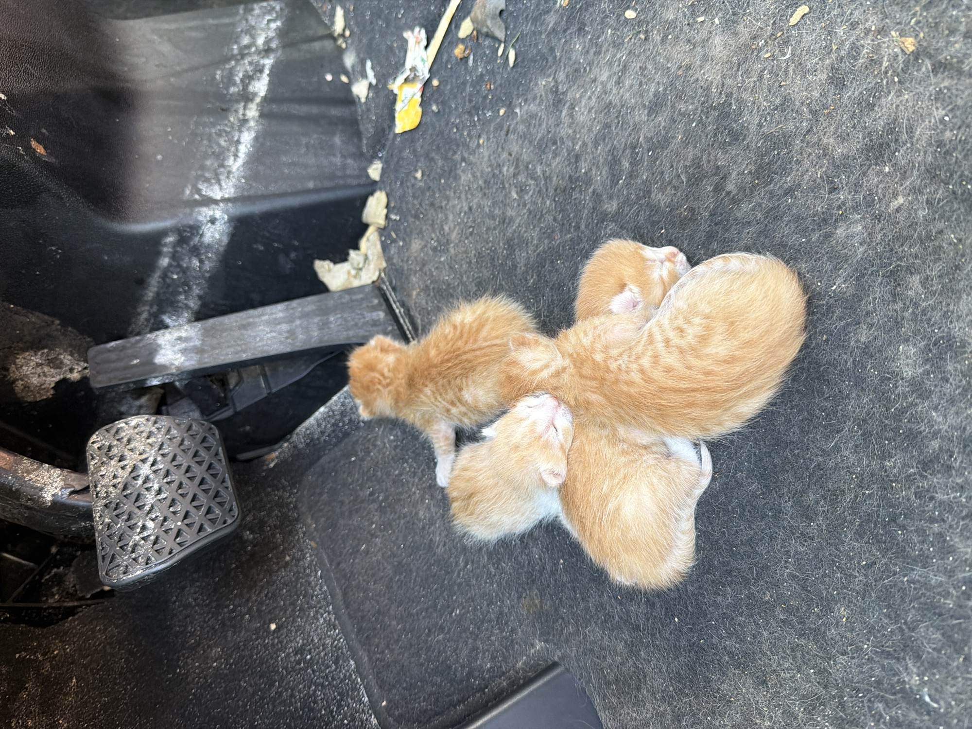 The image shows a close-up, high-angle view of a vehicle's interior, specifically the driver's side floor area. Nestled together on the dark gray, carpeted floor are four small, orange tabby kittens. The kittens are huddled closely, possibly sleeping. To the left of the kittens, the vehicle's foot pedal and surrounding black plastic trim are visible. Debris, including small pieces of paper and other unidentifiable material, is scattered around the perimeter of the carpeted area. The location is Unknown, Unknown.