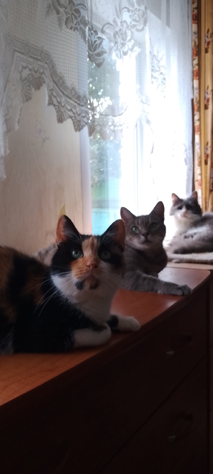 The image displays a dimly lit interior scene featuring three domestic cats positioned on a wooden surface, likely a dresser or shelf, near a window adorned with lace curtains. In the foreground, a calico cat with green eyes is looking upwards. Behind it, a grey tabby cat with green eyes is also visible, and further back, another cat, primarily grey and white, is lying down. The environment appears to be a residential setting, possibly in Belgorod, Russia, given the context. The lighting is soft, with natural light filtering through the window, creating shadows that obscure some details of the room and the furniture. The focus is on the cats, which are the primary subjects of the photograph.