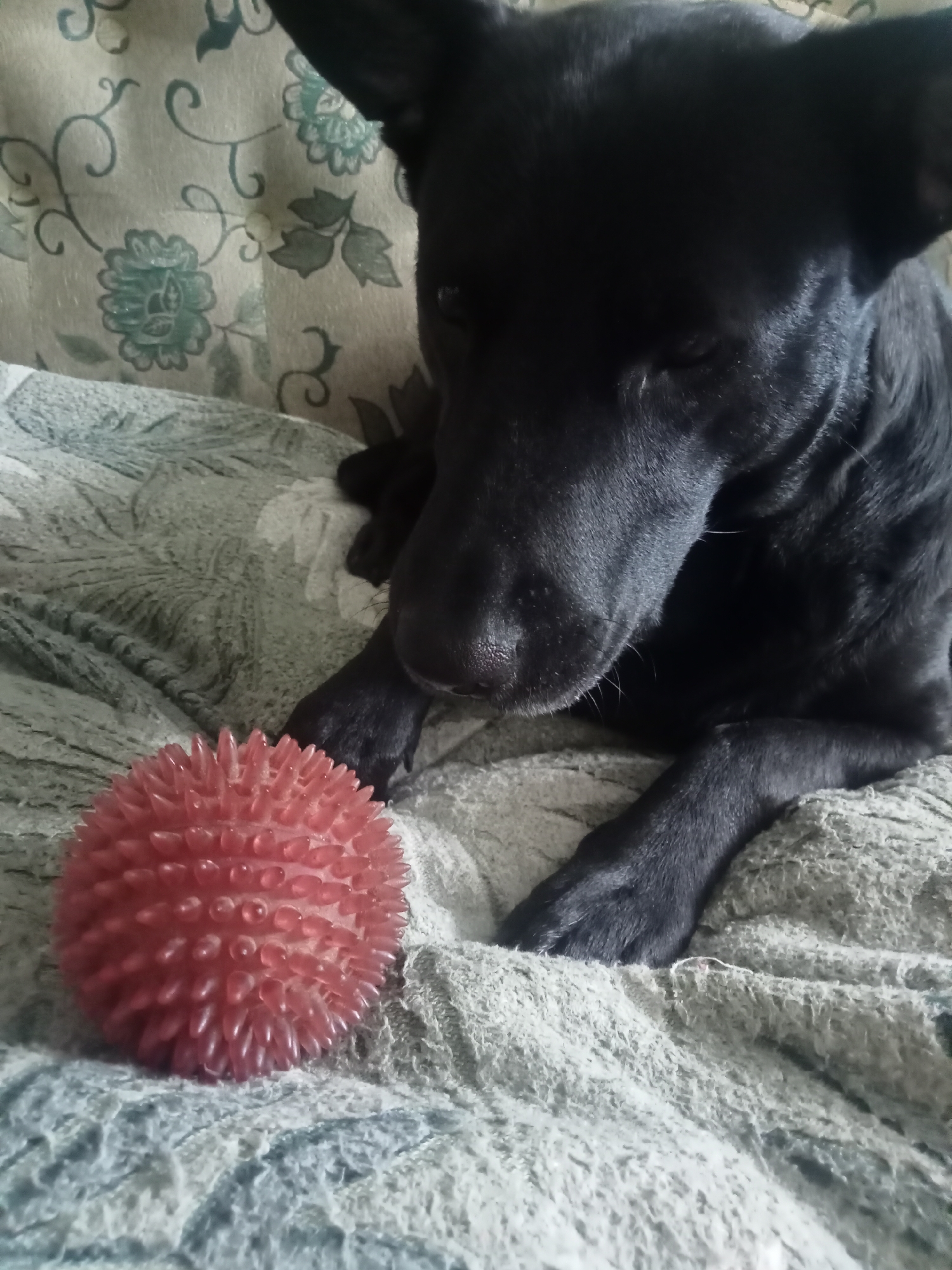 In an indoor setting, possibly a living room, a black dog is lying down on a patterned couch. Next to the dog, a spiky red ball is visible on a textured blanket. The dog's head is turned to the side, looking towards the ball, and its paws are resting on the blanket. The background shows a floral pattern on the couch. The image is taken from a slightly elevated perspective.