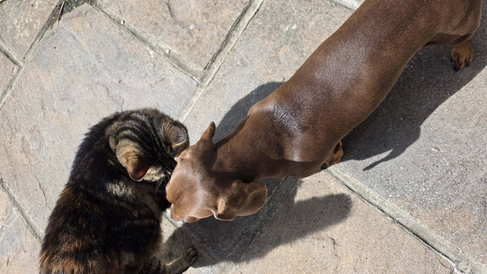 An overhead shot shows a brown dachshund and a tabby cat on a paved surface. The dachshund is in the foreground, facing away from the camera, and its back is to the viewer. Its coat is a solid dark brown and it is positioned in the lower right portion of the frame. A tabby cat with brown, black, and orange stripes is in the upper left portion of the frame, facing the dachshund. The cat's head is down, as if sniffing the ground or the dog. The paving stones are a neutral gray and tan, and the scene is illuminated by bright sunlight, casting distinct shadows.