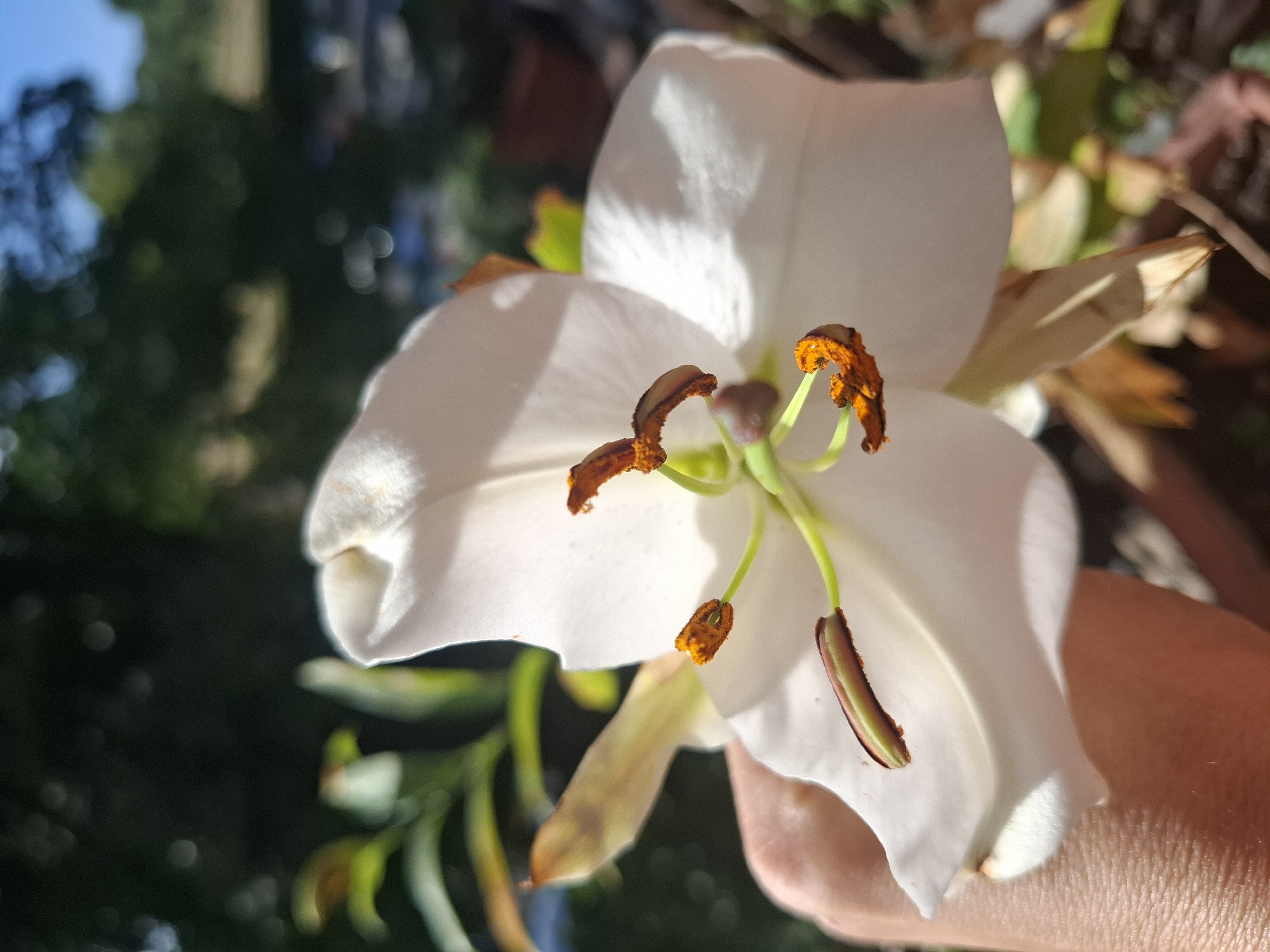 In Soisy-sous-Montmorency, France, a white lily is being held in a person's hand. The flower, which is in focus, displays prominent orange stamens and a green pistil. The background is blurred, showing foliage and what appears to be a residential area with trees and buildings under a bright sky. The image is taken outdoors, likely in a garden or balcony setting.