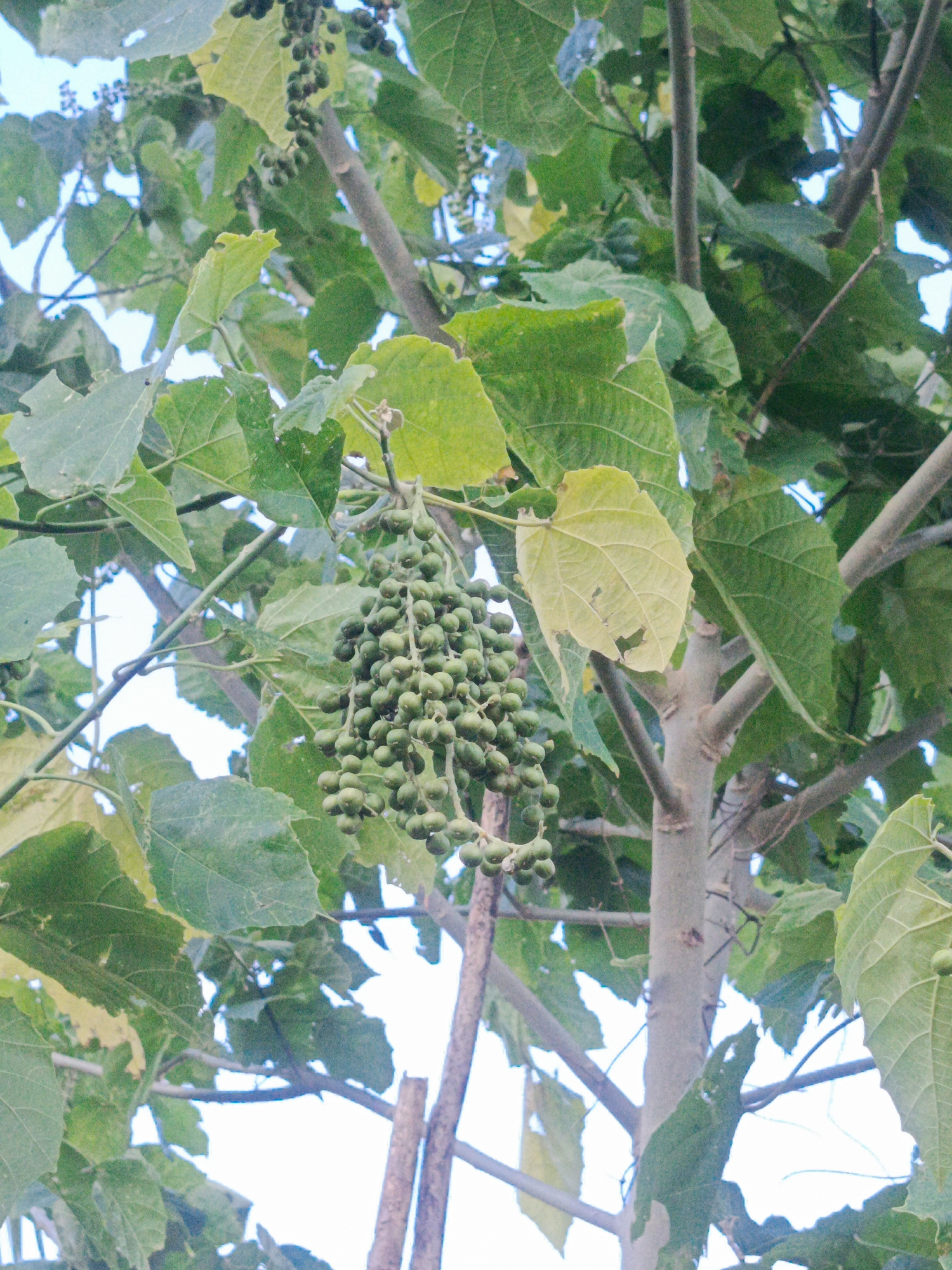A close-up, low-angle shot captures a cluster of unripe, green berries hanging from a tree branch. The berries are small and spherical, grouped together in a pendulous arrangement. Large, green leaves, some with visible veins and slight damage, surround the berry cluster and frame the image. The bark of the tree is rough and greyish-brown, with multiple branches extending upwards. The background consists of a bright, overcast sky, with glimpses of more foliage further away. The image appears to have been taken outdoors, possibly in a natural or garden setting in Ilotidea, Indonesia.