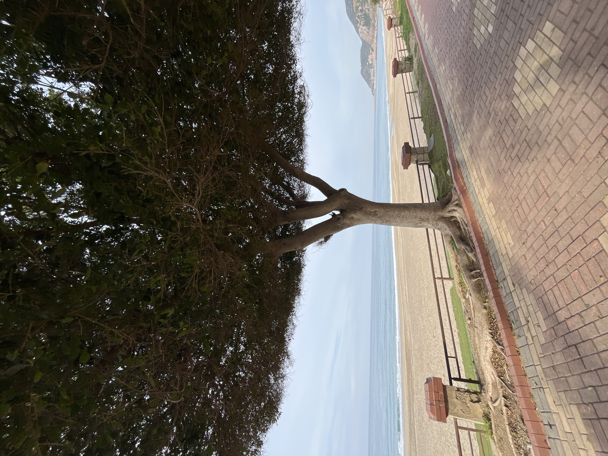 The image depicts a coastal scene in Alanya, Turkey, observed from an elevated perspective. A large tree dominates the left side of the frame, its trunk and branches reaching out towards the center, partially obscuring the view. The tree's foliage is dense and dark.
Beyond the tree, a sandy beach stretches along the coastline, bordered by the turquoise waters of the Mediterranean Sea. A promenade, paved with reddish-brown bricks in a patterned design, runs parallel to the beach. A metal railing separates the promenade from the sandy area. The beach is light tan, contrasting with the slightly darker shade of the paved walkway.
In the distance, a coastal mountain range is visible, adding depth to the scene. The sky appears overcast or hazy, providing soft, diffused lighting. No people or other active elements are discernable in the landscape. The scene is generally still and serene.