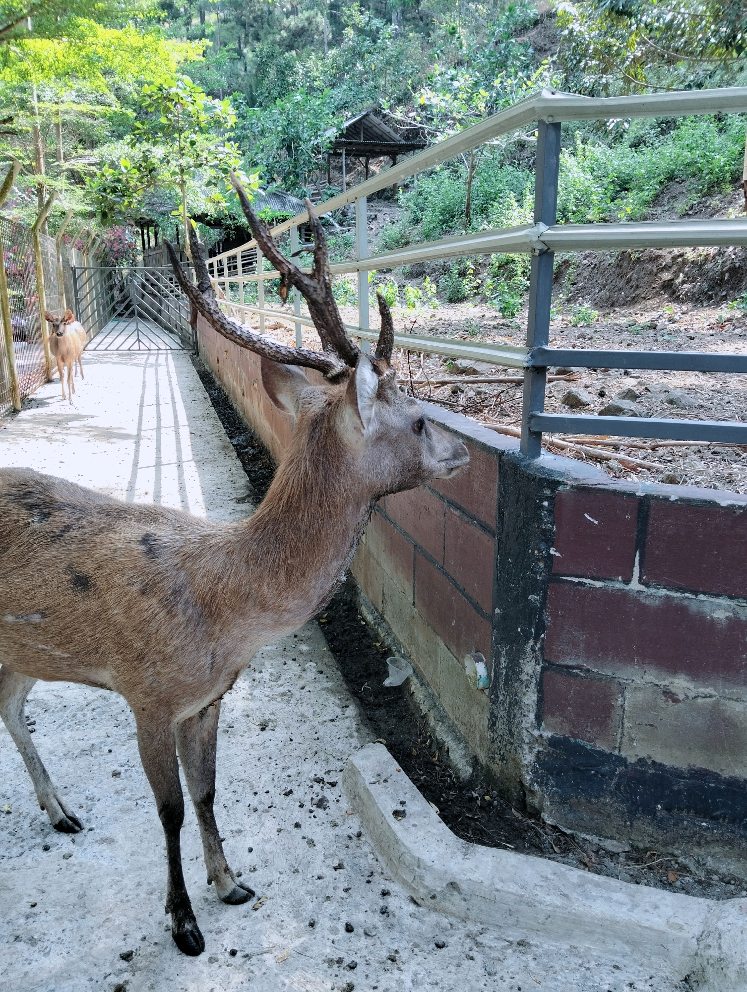The image depicts a deer enclosure at the Taman Safari Indonesia II, located in Prigen, Pasuruan, East Java, Indonesia. The primary subject is a male deer with prominent antlers, positioned in the foreground, facing to the right and looking towards the viewer's right. Its fur is a light brown with dark spots. Behind it, a second, lighter-colored deer stands further back on a concrete path.
The enclosure features a low brick wall with a metal railing above it. The ground is a mix of concrete and dirt. In the background, lush green vegetation covers a hillside, with a small wooden structure with a corrugated roof visible amongst the trees. Sunlight casts shadows on the ground, indicating an outdoor setting during the day. The environment appears to be a zoo or wildlife park, designed to contain the animals while allowing visitors to observe them.