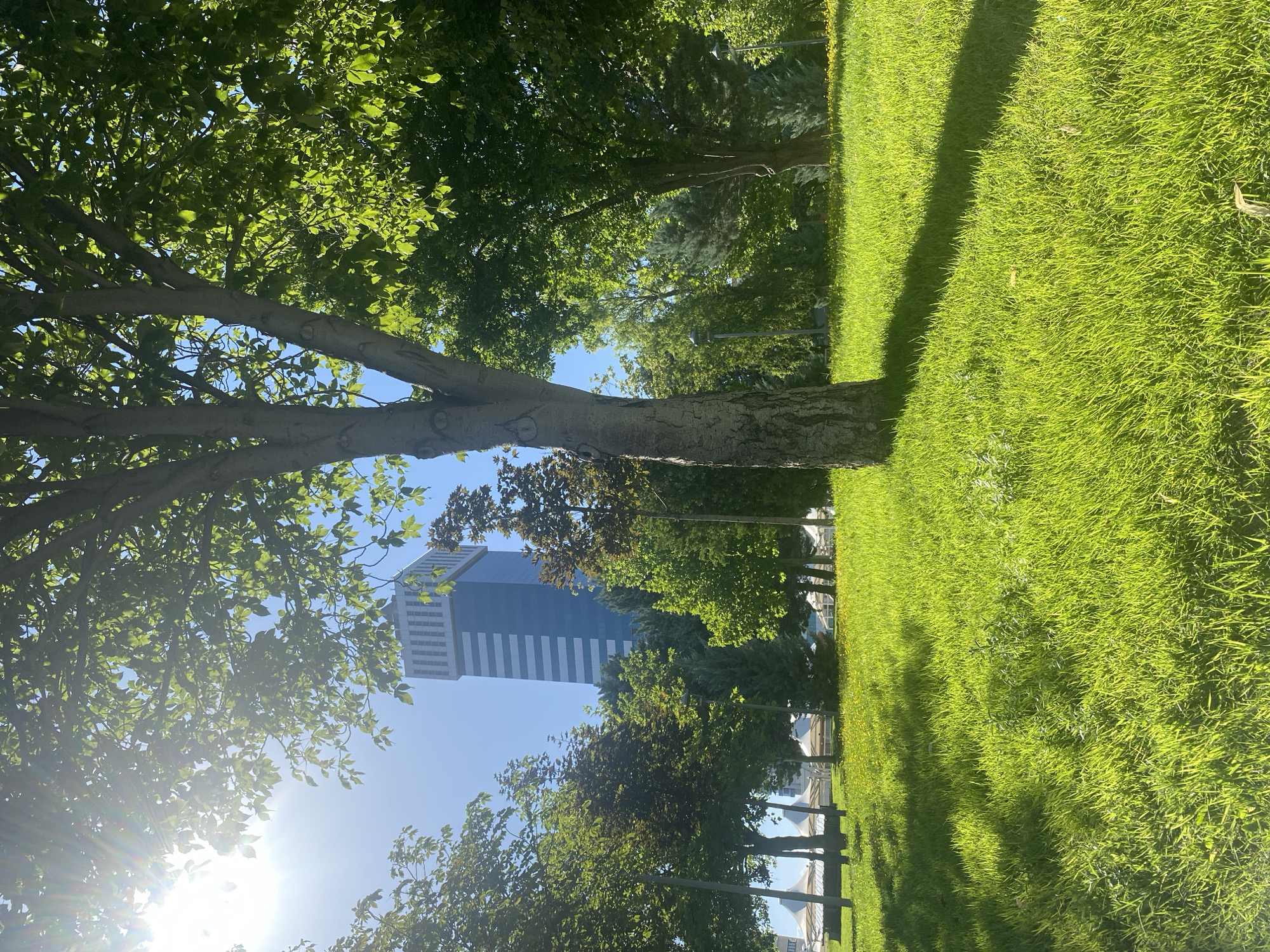 A sunlit park in Konya, Turkey, is dominated by a large tree in the foreground with lush green grass surrounding its base. In the background, a modern, tall glass and steel building with blue and white horizontal bands rises against a clear blue sky. Other trees, some with darker foliage, are scattered throughout the park, along with streetlights and what appear to be white, tent-like structures in the distance, possibly part of a recreational area. The sun's rays stream through the leaves of the foreground tree, casting dappled shadows on the bright green lawn. No people are visible in the scene.