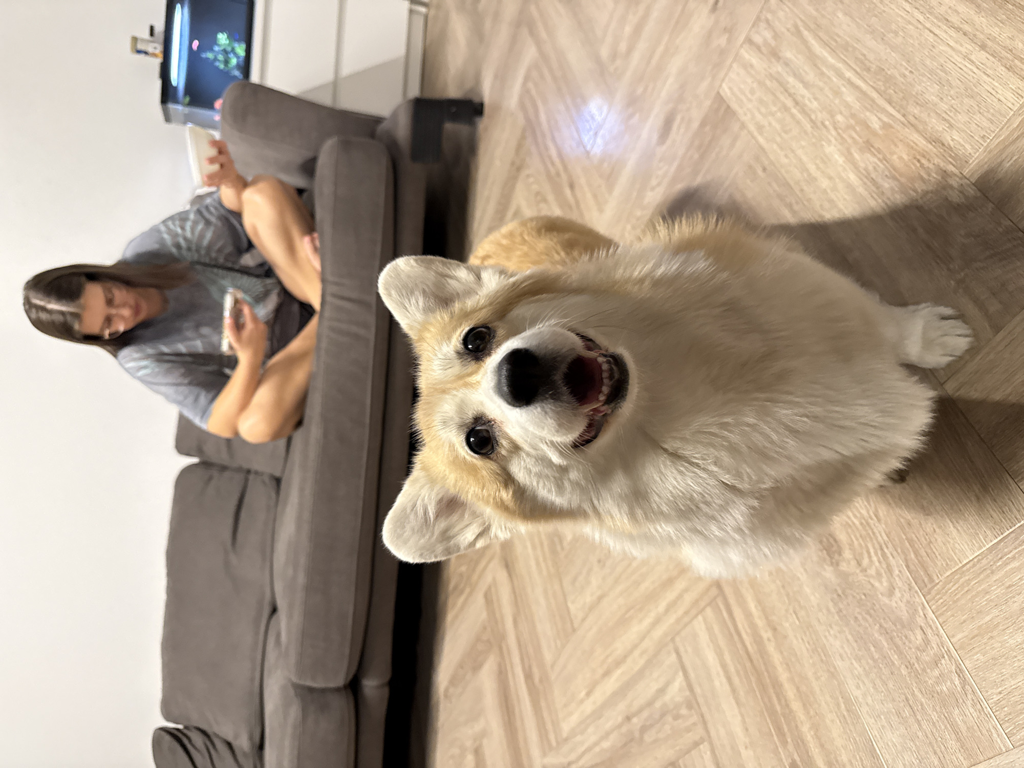 A woman is seated on a gray sofa in a room with light-colored parquet flooring. She is looking at a mobile phone in her hands. Beside the sofa, a corgi dog is looking upwards towards the camera. There is an aquarium with artificial plants in the background. It's not possible to identify the location as Krasnoyarsk with the given image.