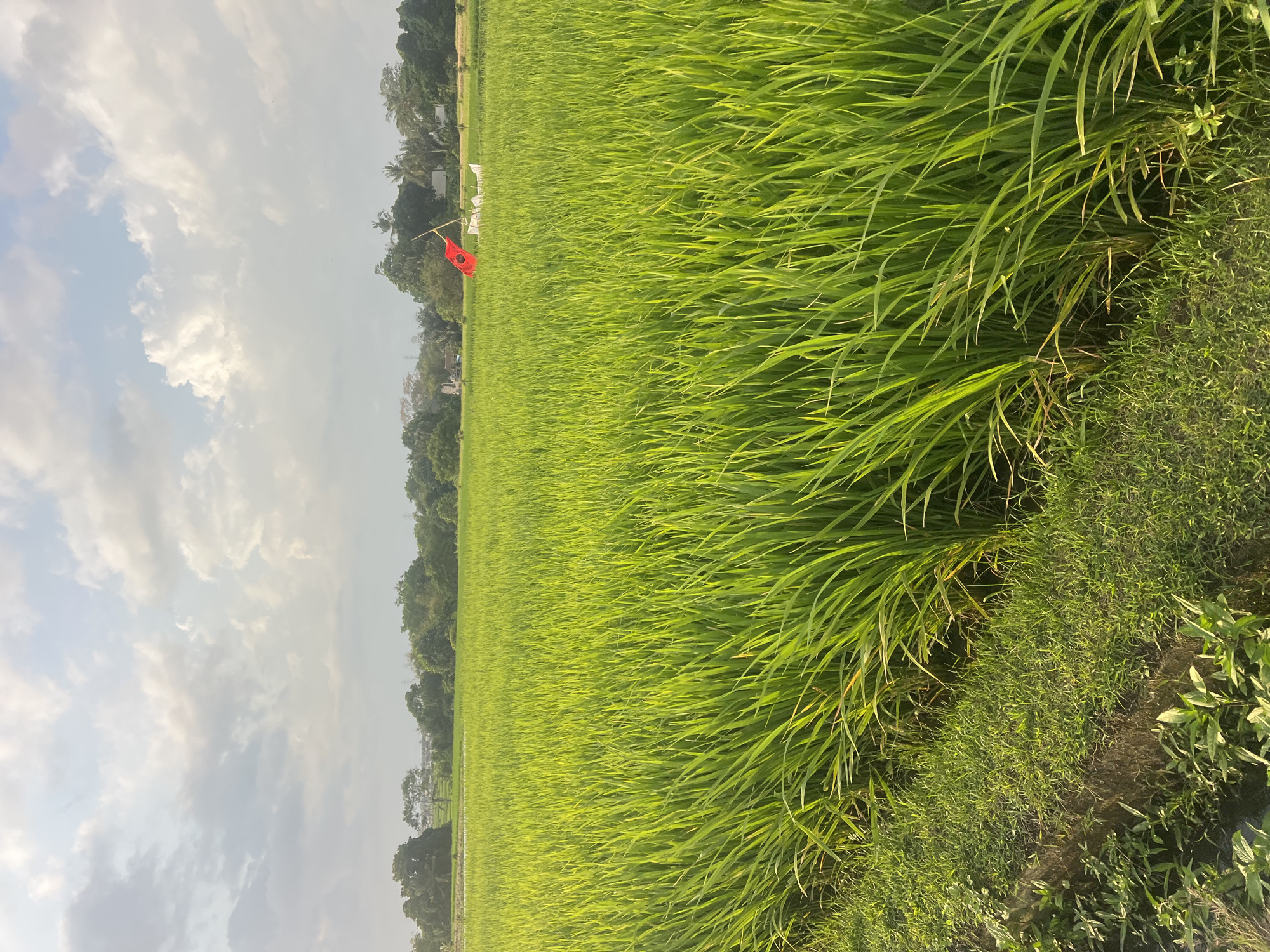 An outdoor vertical shot shows a lush green rice paddy under a cloudy sky. The rice stalks are densely packed and vibrant green, filling most of the frame from the bottom left corner to the horizon. A small red flag on a pole is visible in the middle ground, slightly to the right of center, protruding above the rice. Behind the flag, some white structures can be seen, possibly agricultural equipment or scarecrows. The horizon line is lined with a variety of trees, some tall and leafy, others more sparse, suggesting a rural or semi-rural environment. In the distance, a few buildings are faintly discernible among the trees. The sky is filled with a mix of white and gray clouds, with patches of blue sky peeking through, indicating daylight, possibly late afternoon or early morning given the soft lighting. The foreground shows a narrow path or edge of the paddy with shorter green grasses and some plants. The overall impression is one of agricultural land and natural beauty in Kediri, Indonesia.