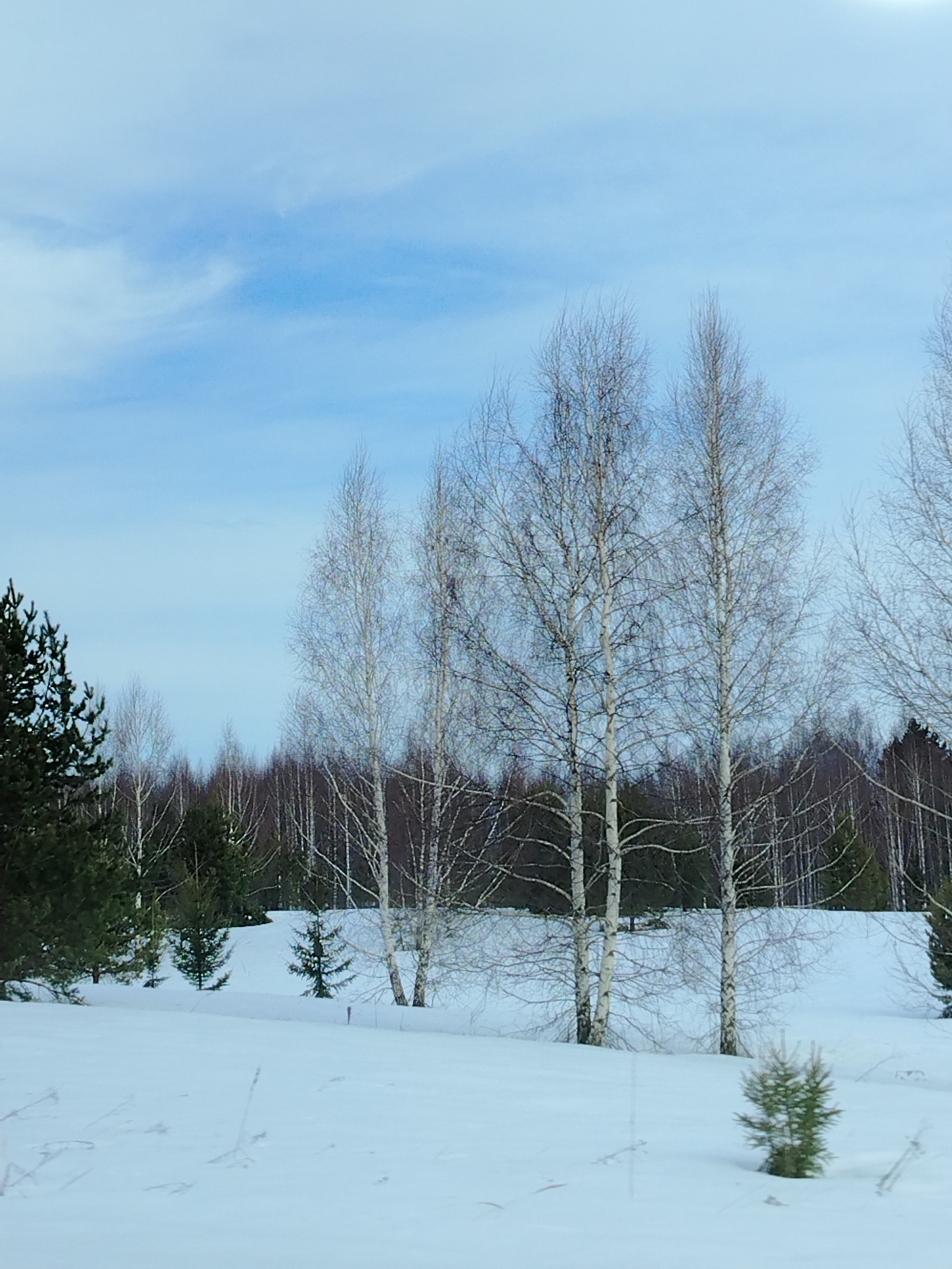 A winter landscape photograph depicts a snow-covered forest edge in the city of Tap'iushka, Russia, under a light blue sky featuring faint, wispy cloud formations. The foreground is an expanse of undisturbed white snow, with sparse, dried plant stalks visible protruding from the surface. A single small, green conifer sapling is present in the lower right quadrant. In the midground, a cluster of tall, slender deciduous trees, consistent with birches, display their white bark and bare branches on a slightly elevated, snow-covered rise. Several darker green coniferous trees are interspersed among and behind these deciduous trees. The background consists of a dense, mixed forest line, appearing as a dark mass of conifers and a lighter mass of bare deciduous trees extending horizontally across the frame. No human subjects, animals, artificial objects, or activities are depicted.