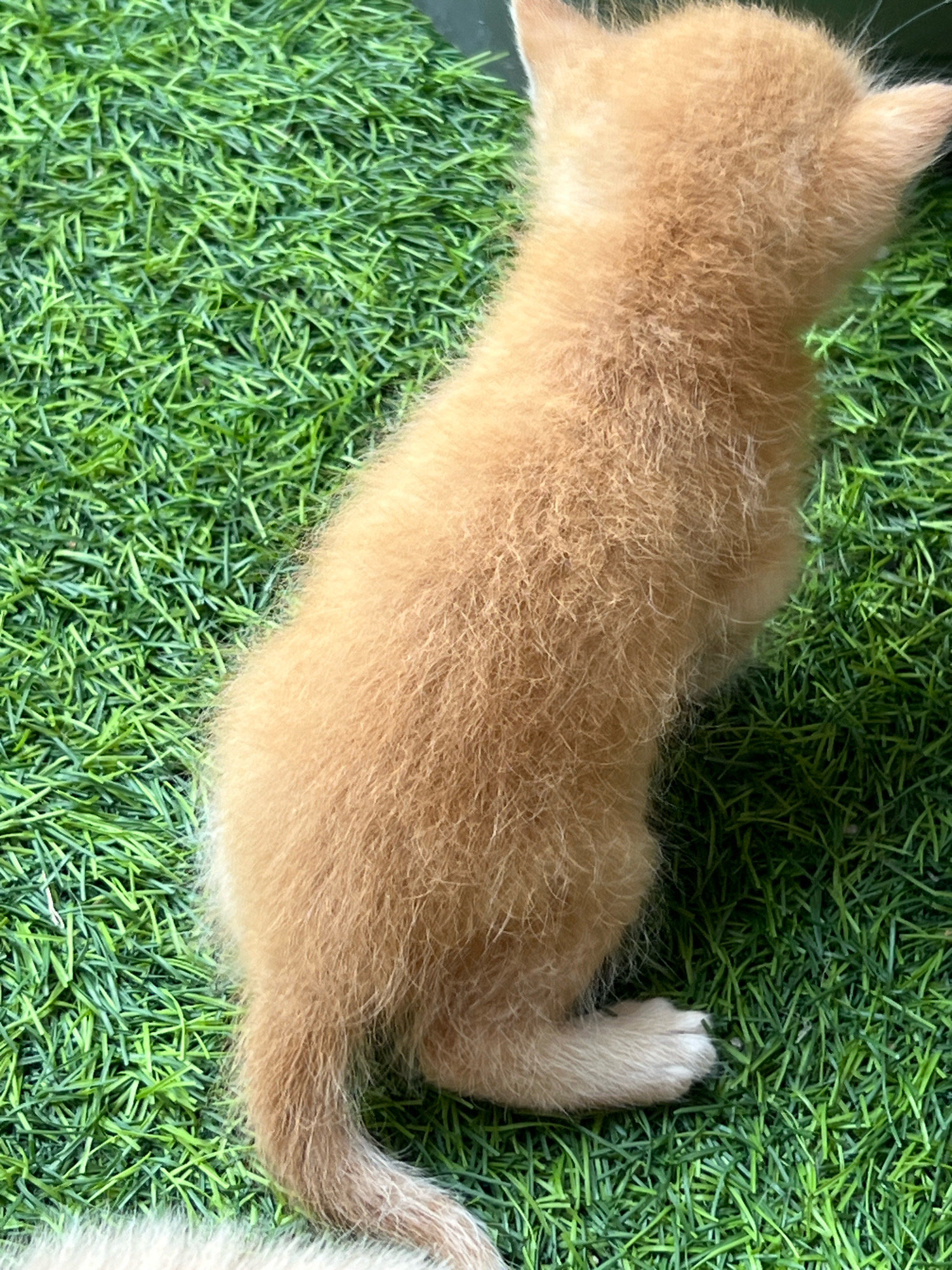 A close-up, high-angle shot focuses on the rear half of a ginger kitten standing on artificial green grass. The kitten's fur appears fluffy and light orange, with a slightly darker tail curled downwards. Its hind legs are visible, with one paw resting on the grass. The artificial grass is dense and uniform in color, creating a vibrant green backdrop. The image is cropped tightly, so no specific location in Denpasar, Indonesia, can be identified.
