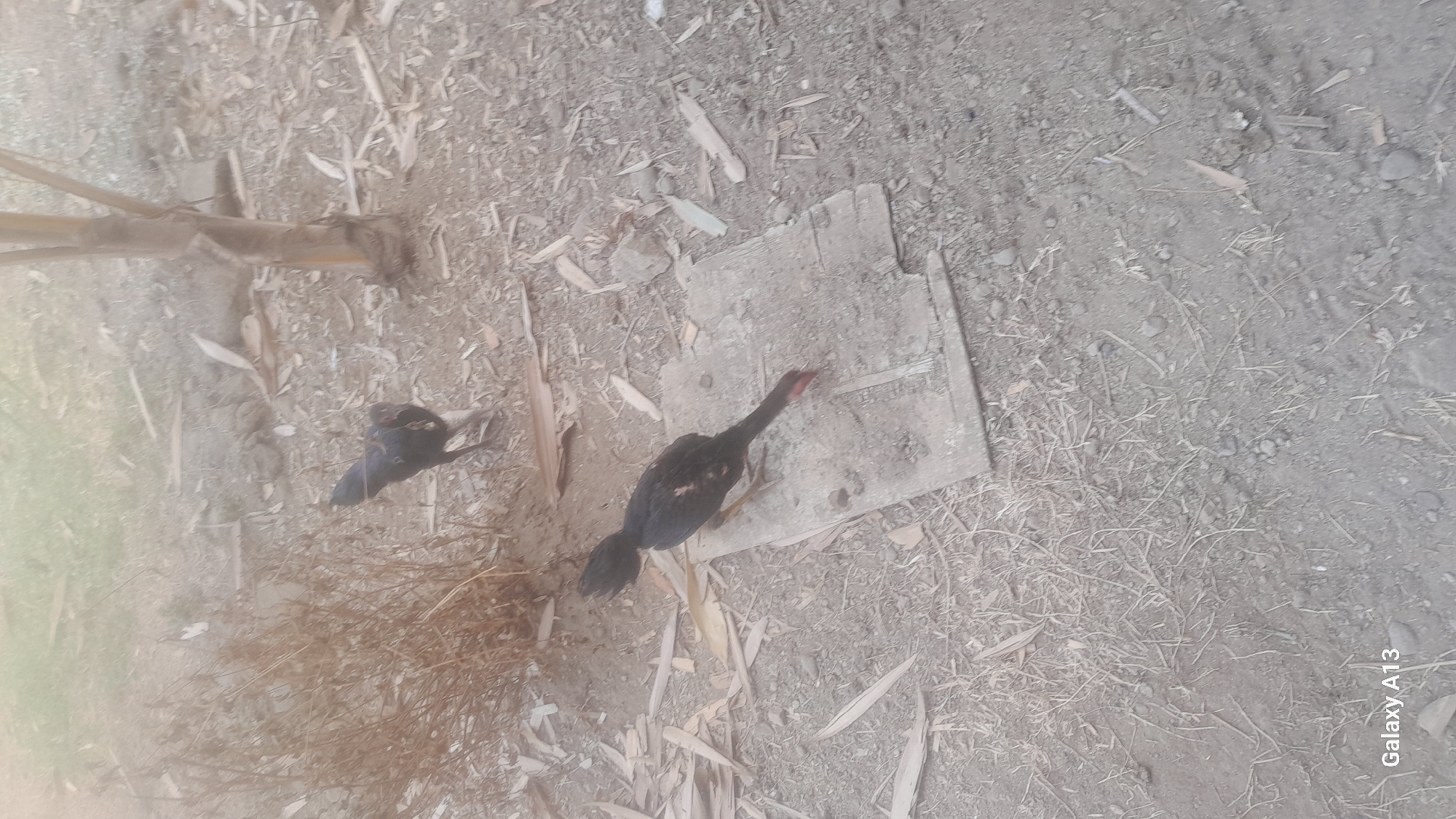 The image shows two black chickens in an outdoor environment. One chicken is standing on a light-colored rectangular object, possibly a piece of cardboard or wood, and is pecking at something on its surface. This chicken has its head down and its beak close to the ground. The second chicken is visible in the background, to the left of the first chicken, and appears to be standing near some dry, bushy vegetation. Both chickens are predominantly black with some reddish-brown markings visible on their bodies and necks. The ground is covered with dirt, scattered dry leaves, and small stones. A thin tree trunk is present in the background to the right of the chickens. The overall lighting suggests it may be daytime, possibly late afternoon or early morning due to the soft light. The "Galaxy A13" watermark is visible in the bottom left corner of the image, indicating the device used for capture. No people or any specific landmarks within Hadipolo, Indonesia, are identifiable in this image.