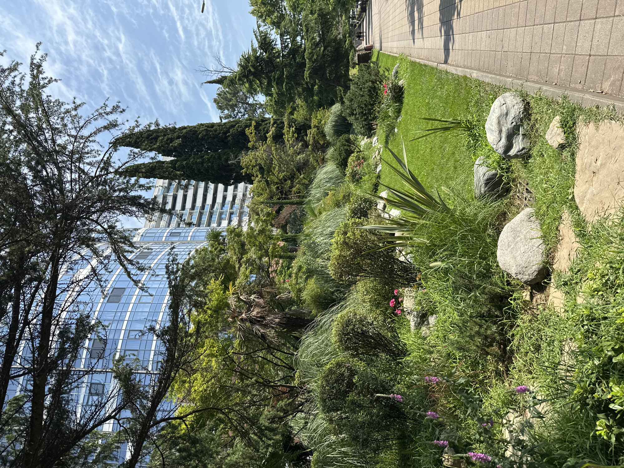 A sun-drenched, green park area borders a paved walkway in Sochi, Russia, adjacent to a modern, multi-story building with a glass facade. The park features a variety of lush vegetation, including manicured bushes, tall ornamental grasses, flowering plants with pink and purple blooms, and several large, gray stones. Cypress trees and other evergreen foliage add to the density of the landscape. In the distance, along the walkway, three individuals are walking. The sky above is a bright blue with wispy white clouds, and the sun casts shadows, indicating a daytime scene.