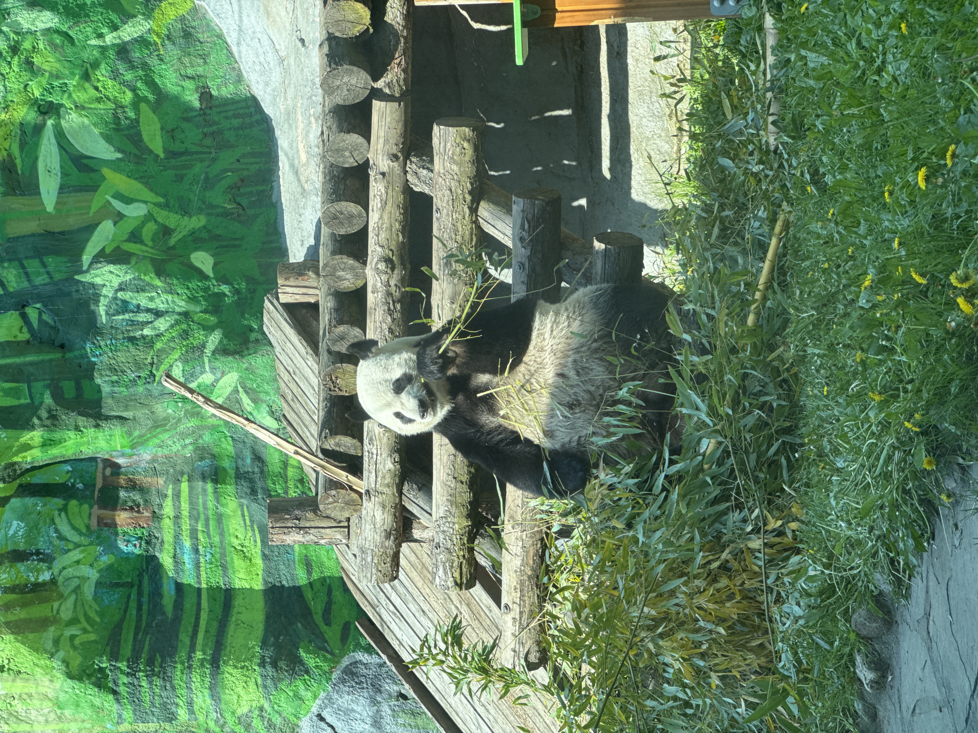 The image shows a panda sitting on a wooden structure in what appears to be a zoo enclosure. The background includes green vegetation and a painted mural mimicking a natural environment. Based on the metadata, this picture was taken at the Moscow Zoo in Moscow, Russia.