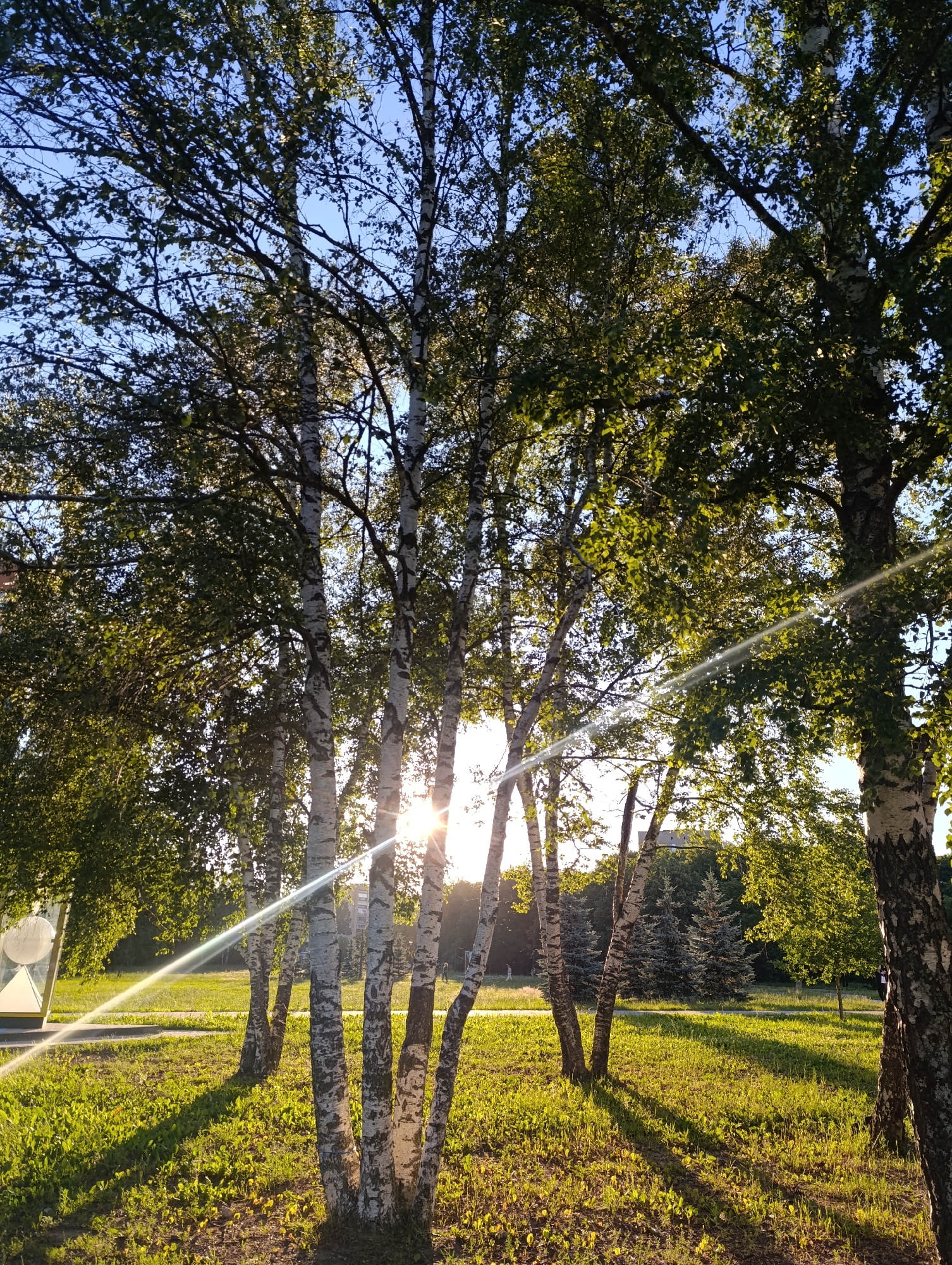This is a vertical, outdoor, medium shot photograph taken in Chernogolovka, Russia. The scene depicts a park-like setting with several birch trees in the foreground, their distinctive white bark and green leaves clearly visible. Sunlight streams through the branches of the trees, creating lens flare and casting long shadows across the grassy ground. The sun, positioned behind the trees, suggests it is either early morning or late afternoon. The sky is a clear blue. In the background, more trees, including some coniferous varieties, are visible, along with a glimpse of buildings. There is a modern art sculpture on the left side of the image. The overall mood is peaceful and serene, illuminated by the warm glow of the sun. No people are clearly identifiable, but there may be a distant figure on the right. There is no visible text in the image.