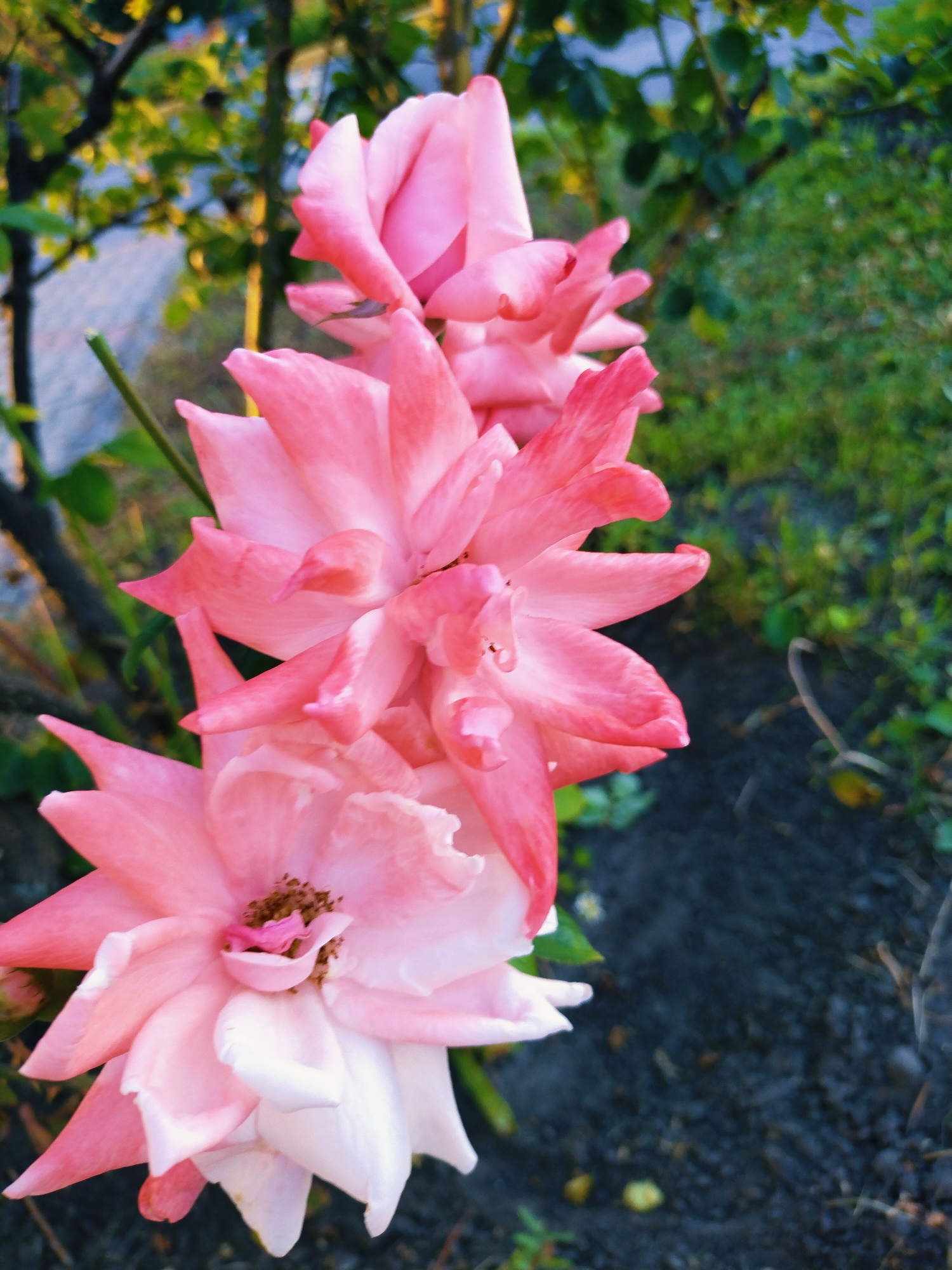 A cluster of pink roses is captured in a close-up, vertical shot against a blurred background of greenery and dark soil. The roses are the primary focus, with their delicate petals showcasing variations in pink and white hues. The top rose appears to be fully bloomed, while the one below it is partially open, revealing its stamens. The lighting suggests it is either early morning or late afternoon, with a warm glow on the flowers. The environment indicates an outdoor setting, likely a garden or park, with elements of nature such as branches, leaves, and grass visible. The image does not contain any identifiable structures or indications of human presence, making it impossible to determine the specific location within Horishni Plavni, Ukraine, or any specific details about people, actions, or interactions.