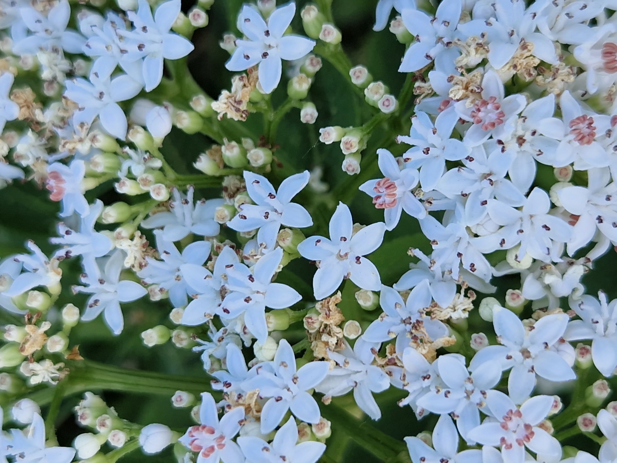 This is a close-up, high-angle, vertical shot of a cluster of small, white flowers with five petals each. The flowers have delicate, light blue petals with darker centers. Some of the flowers have visible stamens with dark brown anthers and pinkish-red stigmas. Many of the flowers appear to be in various stages of bloom, with some buds also visible. The background is a blurred green, suggesting foliage. The scene is an outdoor natural environment, possibly a garden or park. No human presence or activity is depicted. The image does not contain information to ascertain its location in Sofia, Bulgaria.