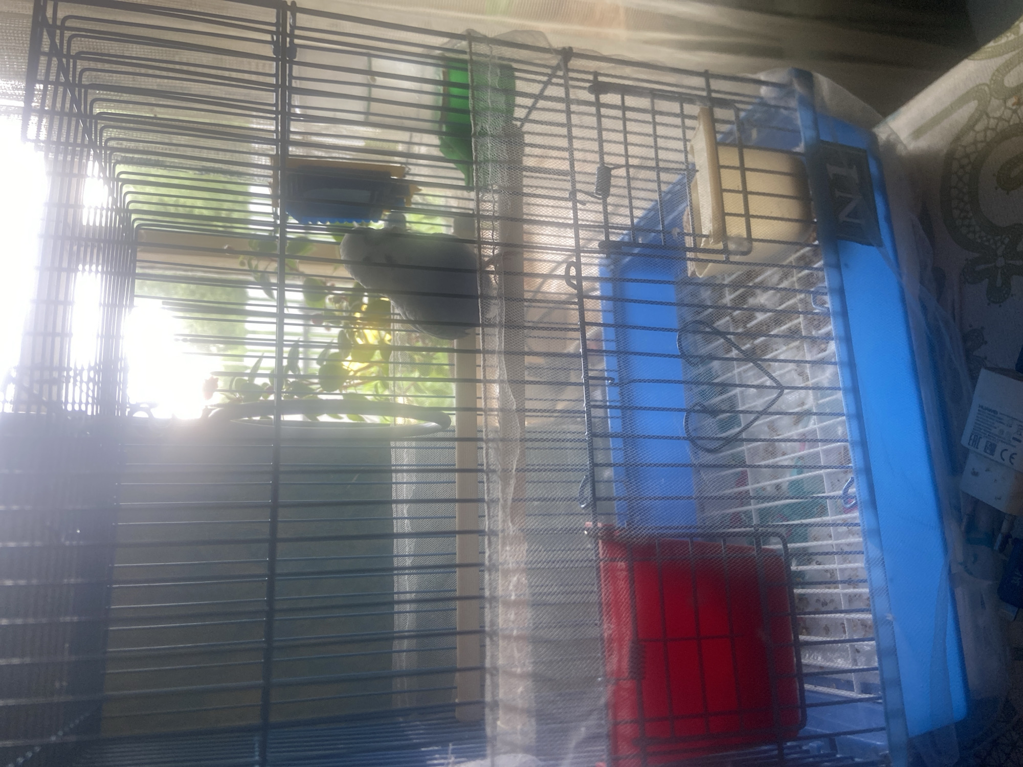 A medium shot shows a birdcage with a single gray bird perched on a wooden dowel. The bird is facing left and appears to be looking out of the cage. The cage is made of black metal bars and has a blue plastic base. Inside the cage, there are two red food dishes, one on the left and another on the right, and a yellow food dispenser. The cage is placed near a window, with greenery visible outside. The lighting suggests it is daytime, with sunlight filtering into the cage, creating lens flare and some overexposure. The background is slightly out of focus, but suggests an indoor setting. The image does not provide any information that would allow for its location to be identified as Shkilevka, Russia.