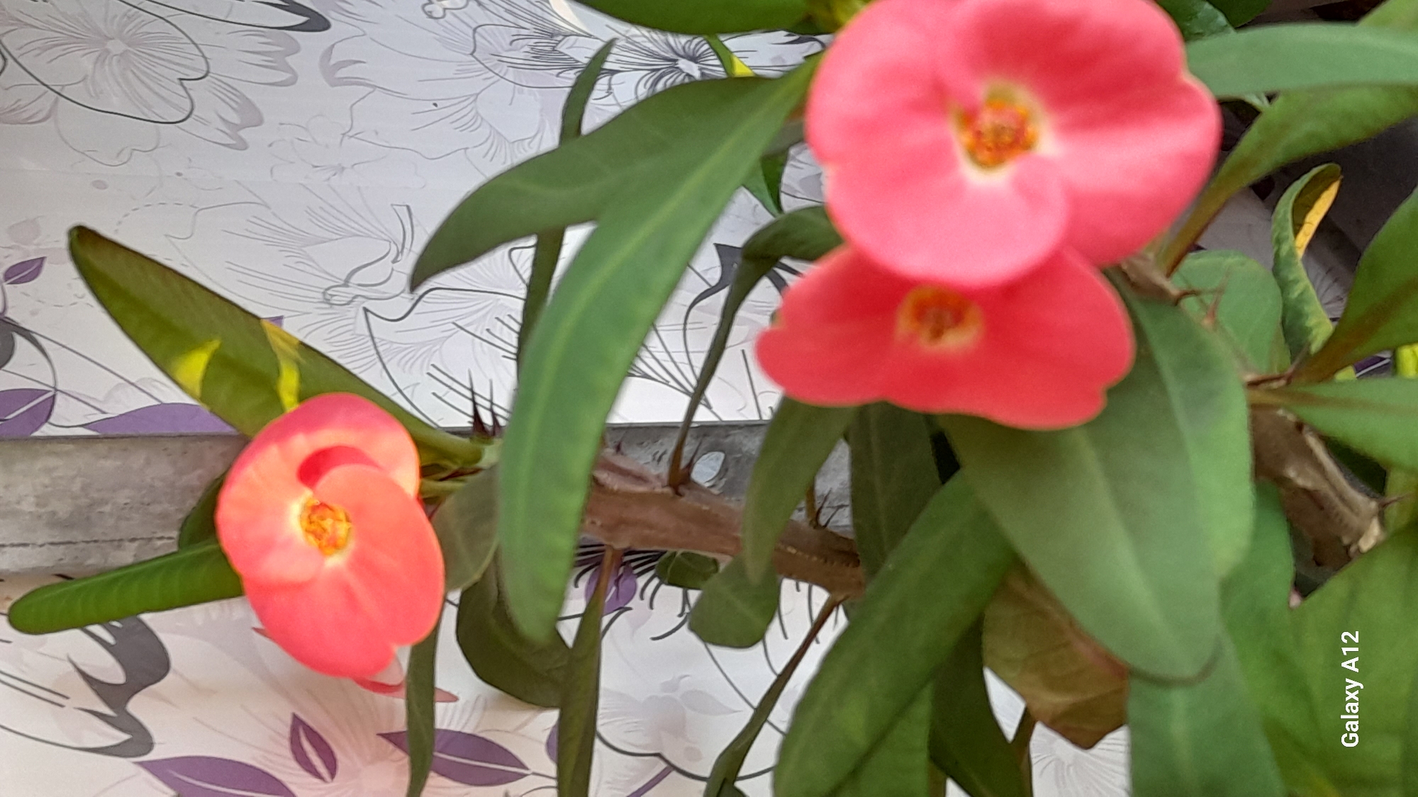 The image displays a close-up photograph of a flowering plant, likely a Crown of Thorns (Euphorbia milii), featuring vibrant pinkish-coral flowers and green leaves. There are at least three visible flowers; the two at the top right are slightly out of focus, while the one on the lower left is clearer, showcasing its distinctive cupped petals and a yellow-orange center.
The plant's long, green leaves are prominent, with some leaves, particularly on the left side, exhibiting yellow variegation or discoloration. The woody stems of the plant are also visible, and some of the cropped hints clearly show the characteristic thorns along the stems.
The background consists of a light-colored surface, possibly a wall or decorative panel, patterned with intricate, stylized floral or abstract designs in shades of grey, white, and purple. The overall setting appears to be indoors or in a sheltered outdoor area, as suggested by the patterned background and diffused lighting, which creates a soft focus effect on parts of the image.
No specific activity is taking place; the image is a static portrait of the plant. In the bottom right corner of the original image, the text "Galaxy A12" is visible, indicating the camera model used to capture the picture. The image does not contain any visual cues directly referencing Марковский, Russia.