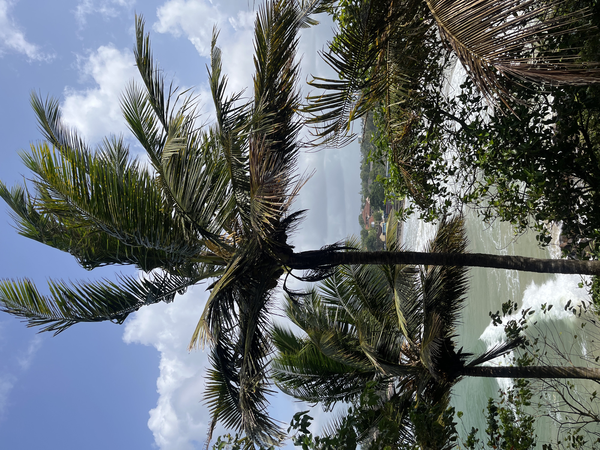 The image captures a view of the ocean and coastline from a slightly elevated position, likely overlooking a beach. Two prominent palm trees with lush green fronds dominate the foreground, their leaves swaying in the breeze. The ocean in the middle ground displays white-capped waves breaking near the shore, indicating active surf. Beyond the ocean, a distant coastline is visible, featuring scattered buildings with terracotta roofs nestled amongst dense green foliage. The sky above is a vibrant blue, dotted with fluffy white clouds, suggesting a clear and pleasant day. The scene appears to be a tropical or subtropical coastal environment, consistent with locations like Matara, Sri Lanka. There are no people or discernible actions depicted in the image.
