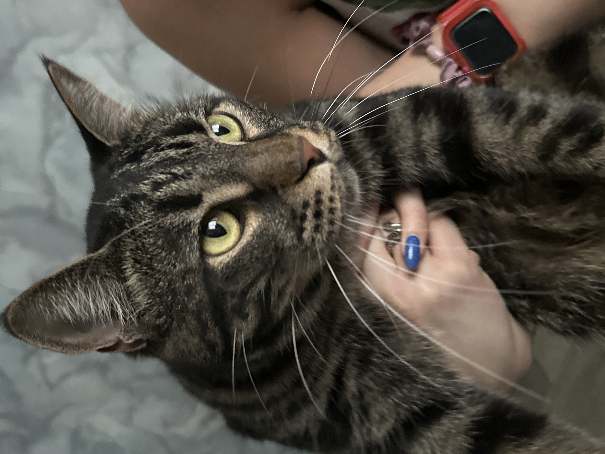 A close-up, eye-level shot shows a tabby cat being held by a person whose hand is visible in the lower left of the frame. The cat's head is turned to the right, and its bright green eyes are looking off-camera. The cat has dark brown and black stripes, and its white whiskers are prominent. The person's hand is adorned with a ring on their index finger and bright blue nail polish. A portion of the person's arm is visible on the right side of the frame, wearing a red smartwatch. The background is a soft, out-of-focus blue and gray textured surface, possibly a blanket or curtain. No specific location in Naberezhnye Chelny, Russia can be identified from the image.