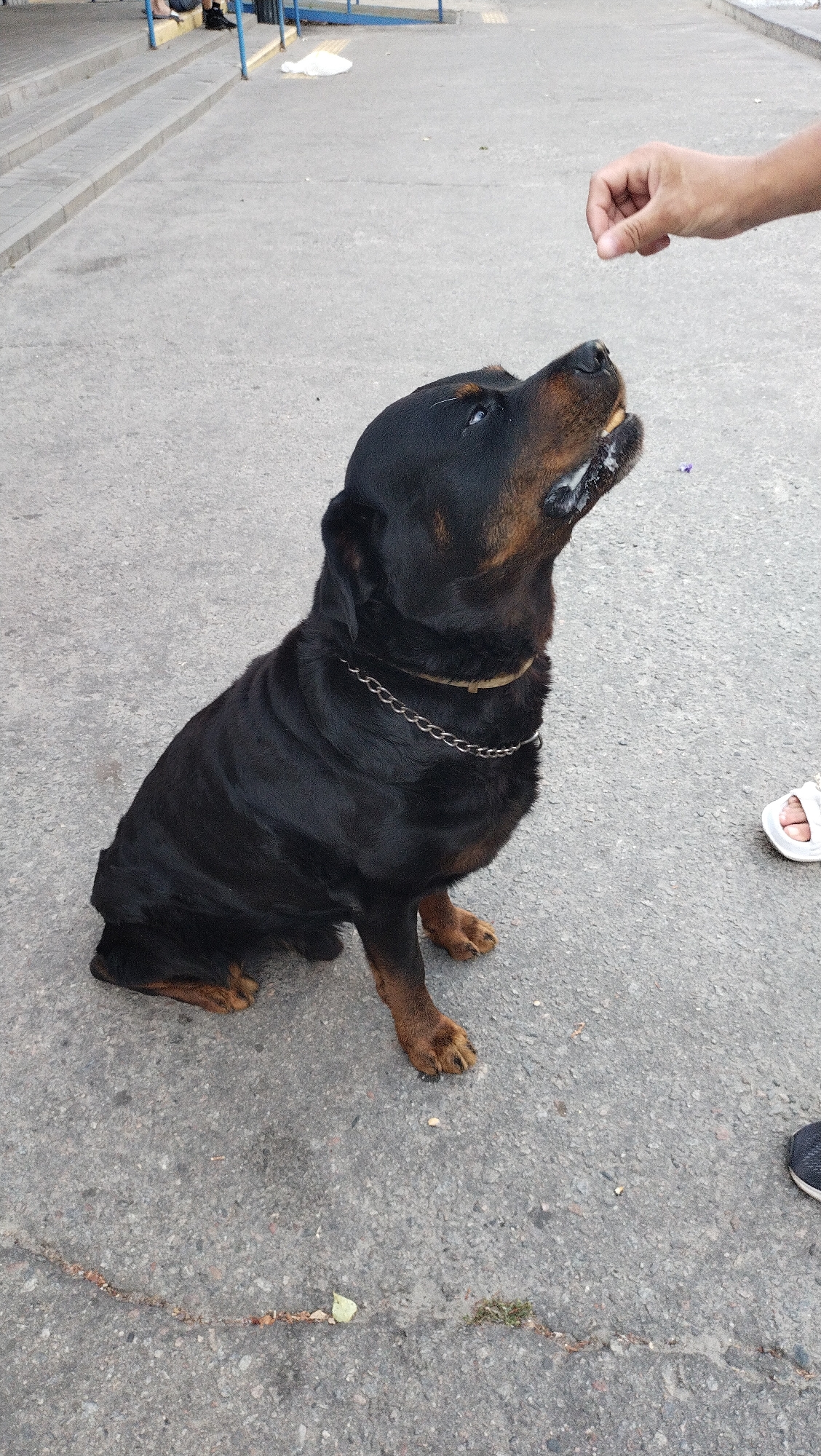A black Rottweiler dog is sitting on an asphalt surface, looking upwards at a hand offering it a treat. The dog is wearing a silver chain collar. In the background, a person's bare feet in white sandals are visible, and further back, a blue ramp leads up some stairs. The environment appears to be an outdoor public space, possibly near a building or transit area. The scene is located in the city of Horishni Plavni, Ukraine.