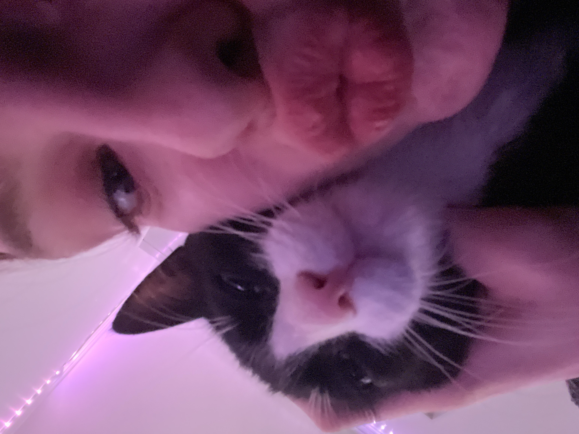 A close-up, somewhat distorted, selfie-style image shows a person holding a black and white cat. The person's face is partially visible, showing an eye, nose, and lips. The cat is in the foreground. The background is indistinct, with a strip of pink LED lights partially visible. The location is not evident from the image.