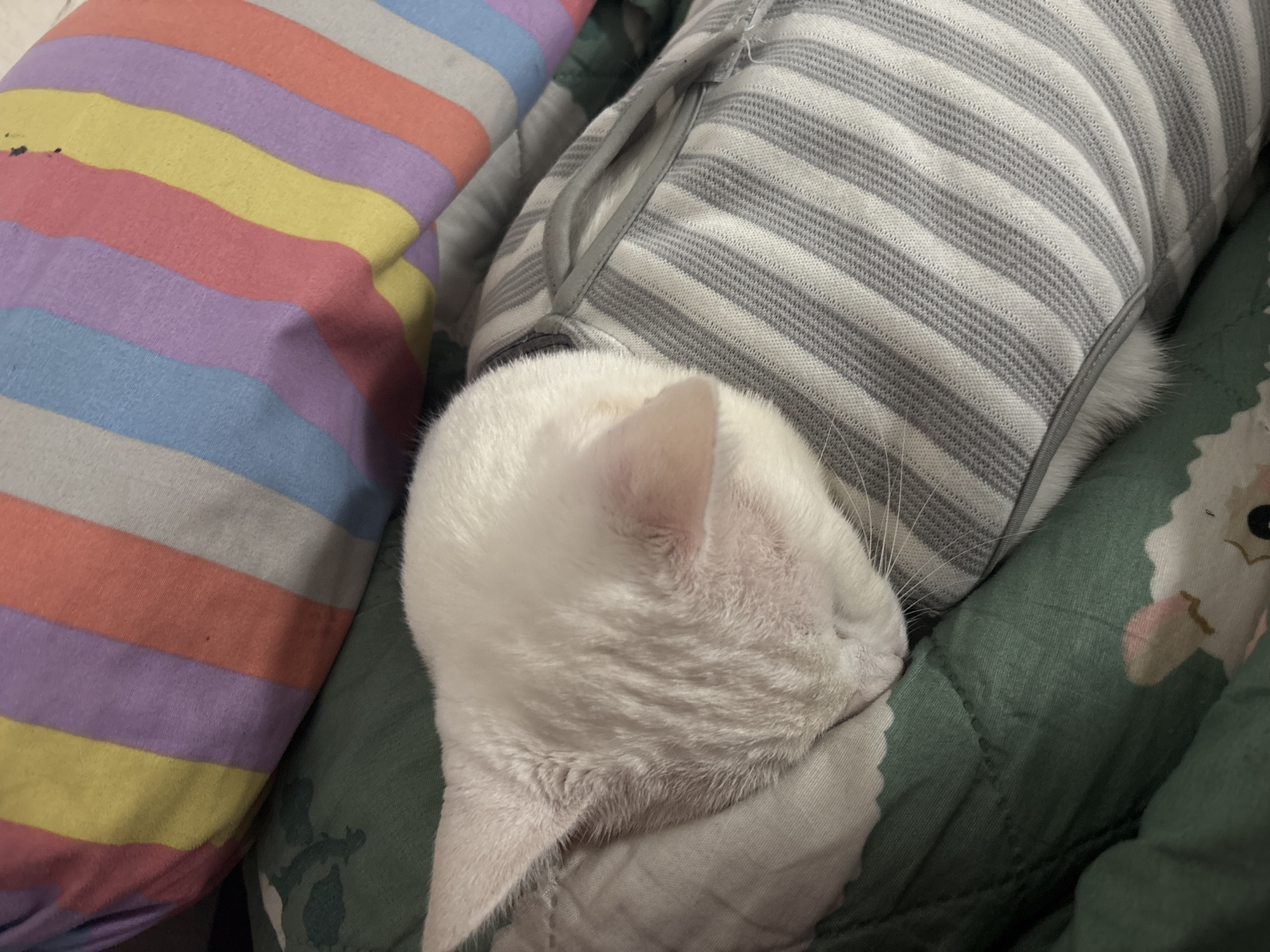 A white cat sleeps on a green patterned blanket wearing a grey and white striped garment. A striped pillow with colors of blue, purple, pink, and yellow is nearby. The location of North Jakarta, Indonesia is unknown, as there are no location-specific details available from the image.