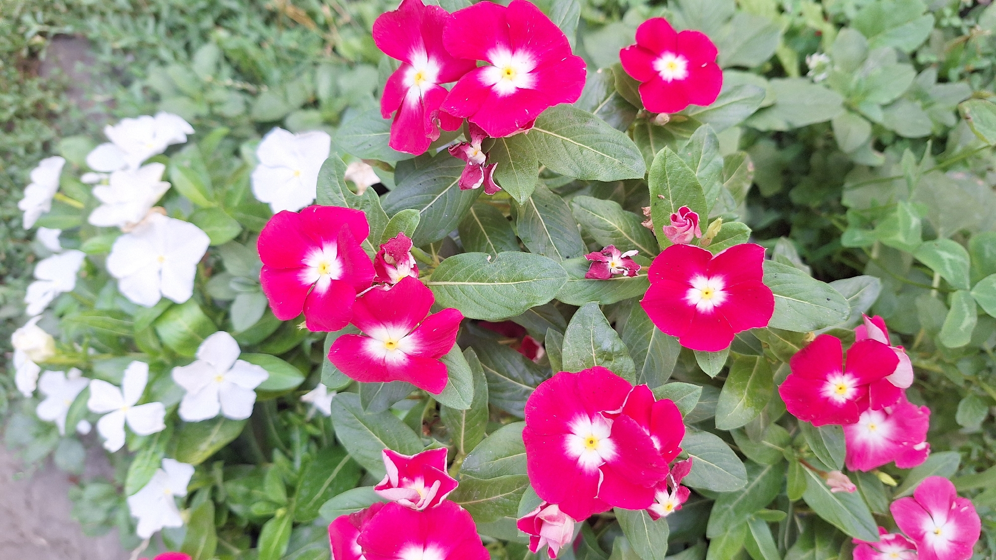 A cluster of bright pink flowers with white centers dominates the foreground of this outdoor image, set against a backdrop of green foliage and some blurred white flowers. The pink flowers, which appear to be Vinca or Periwinkle, are in various stages of bloom, with some fully open and others just beginning to unfurl. Their petals are a vibrant fuchsia, contrasting with the delicate white star-shaped centers. The leaves are a deep, glossy green, providing a lush and healthy appearance to the plants. In the background, a scattering of white flowers, also appearing to be Vinca, offers a soft counterpoint to the more intense pink blooms. The overall impression is one of a vibrant and well-maintained garden, likely located in a residential or public green space within Novi Bezradychi, Ukraine. There are no people or animals visible in the scene. The lighting suggests it is daytime, with the sun casting a gentle illumination on the flowers.