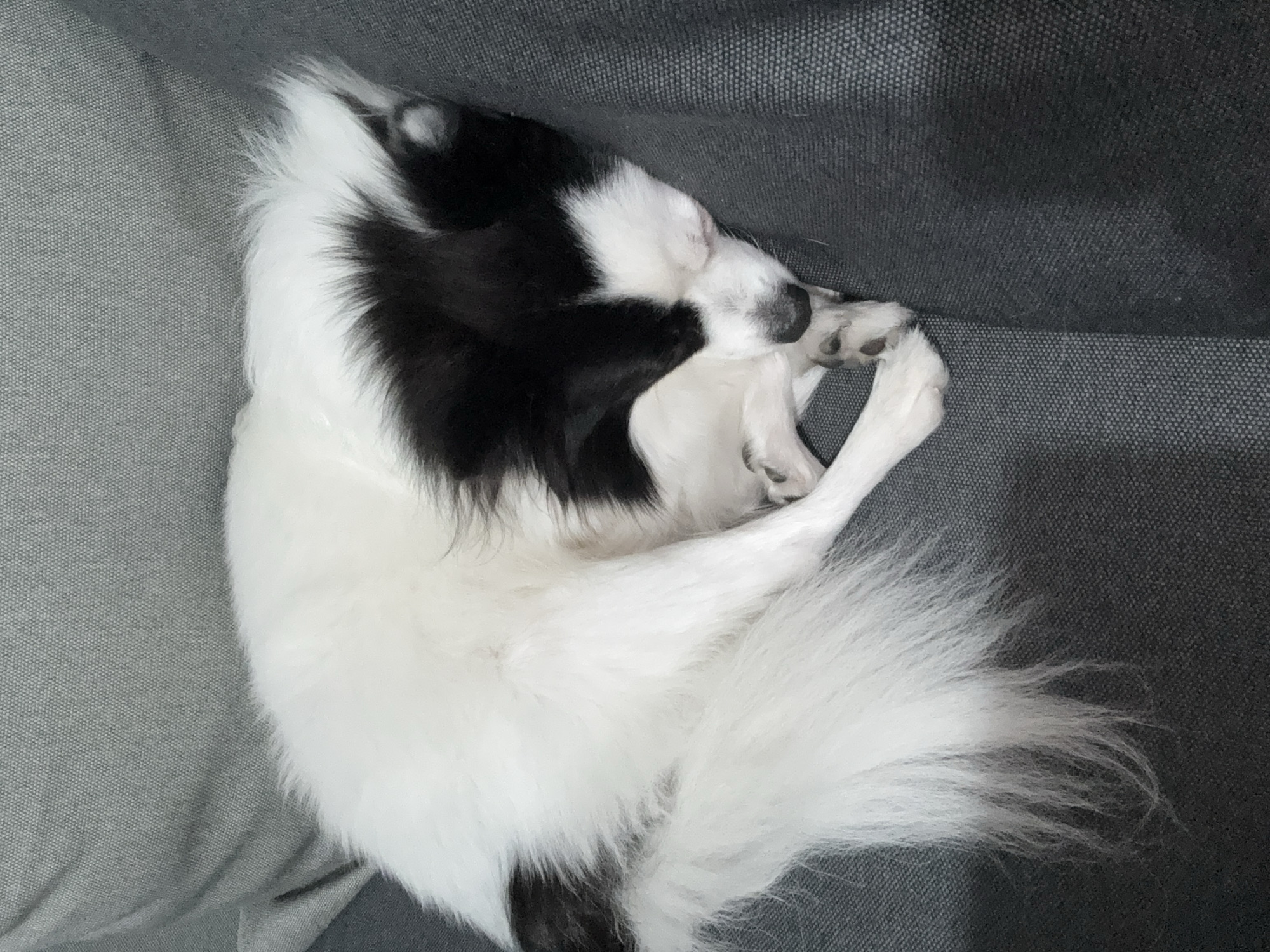 A black and white, long-haired dog is curled up on a gray fabric-covered surface. The dog's body is mostly white, with a large black patch on its back and head. Its tail is fluffy and white. The dog's paws are tucked close to its face, and it appears to be sleeping. The surface is a uniform gray color, with a subtle texture indicating it may be upholstery or a fabric-covered cushion. The location is unspecified, but may be the city of Stara Zagora, Bulgaria.