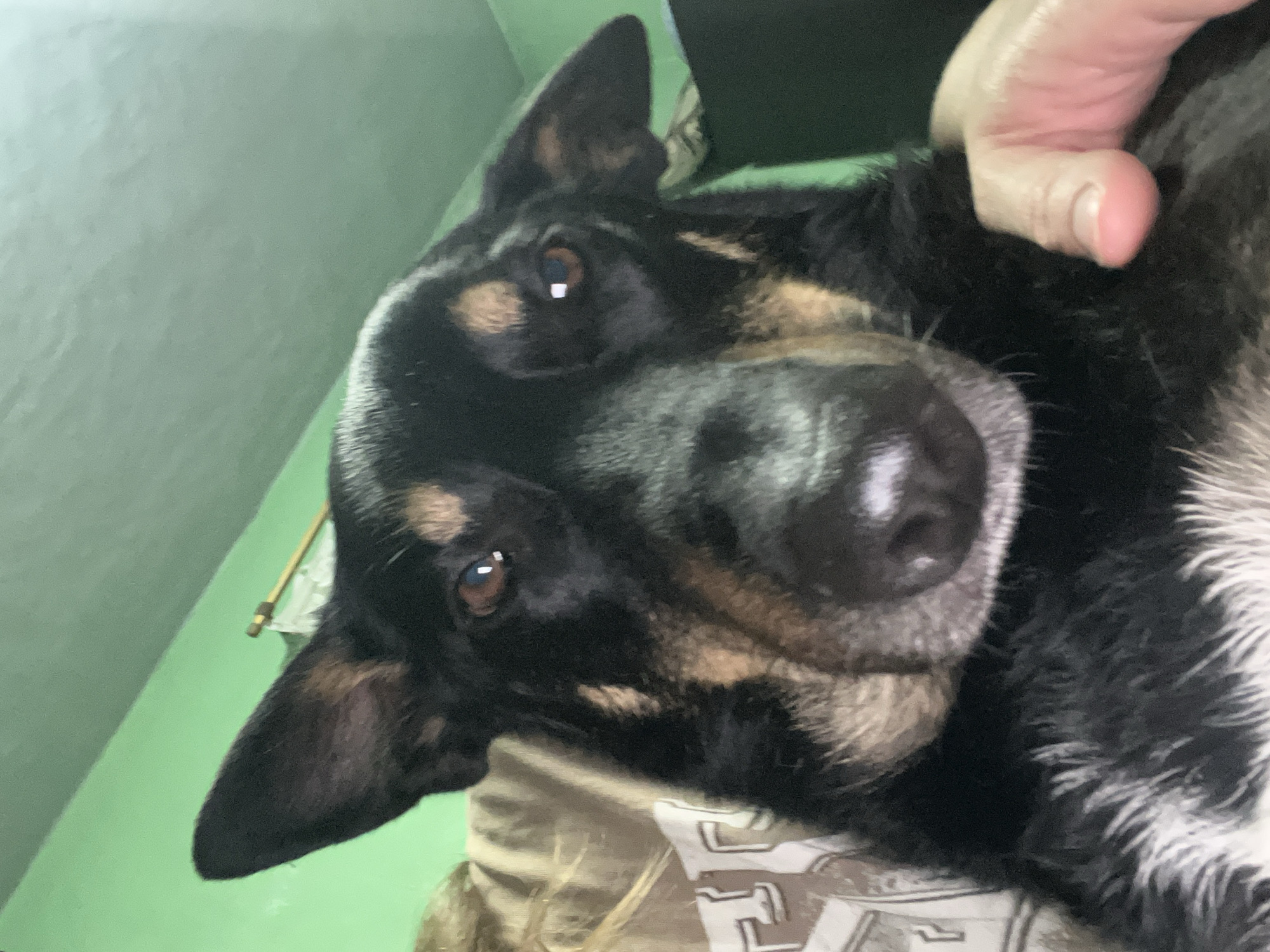 The media file is a close-up, angled shot of a black and tan dog lying down. The dog's head is prominent in the frame, with its ears perked up and its eyes looking directly at the camera. A human hand is visible in the upper right corner, gently touching the dog's head. The dog appears calm and comfortable.
The background is a soft, muted green, suggesting an indoor setting, possibly a room with painted walls. The dog is resting on a surface covered with a light-colored fabric, which has a pattern with some stylized text or symbols visible on it, though the text is not clear enough to be deciphered.
There are no specific indicators of the time of day or weather conditions. The overall mood of the image is intimate and relaxed, focusing on the bond between the person and the dog. The lighting appears to be soft, possibly from an indoor light source. No specific location cues within Nizhny Tagil, Russia, are discernible from the image itself.