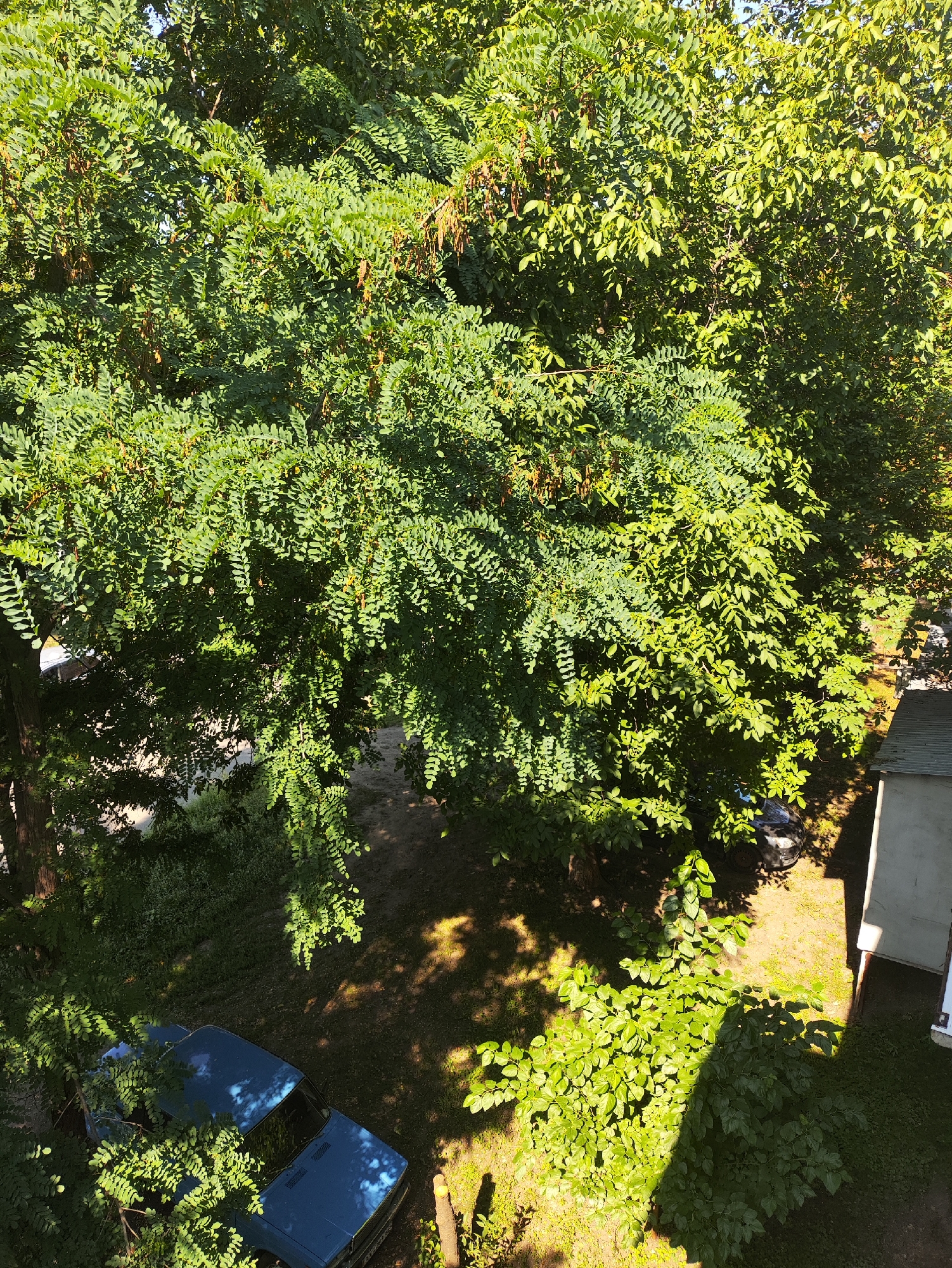 The image provides an aerial view of a residential area in Kharkiv, Ukraine, characterized by lush greenery and visible signs of urban life. Dominating the frame is a dense canopy of trees with vibrant green leaves, casting dappled shadows on the ground below. The sunlight filters through the foliage, illuminating parts of the scene.
On the ground, a blue sedan is parked, partially obscured by tree branches. Its make and model are not clearly identifiable due to the angle and foliage. Nearby, a dark-colored car is also visible, suggesting a street or driveway. A small, shed-like structure with a grey roof is situated on the right side of the image, indicating the presence of residential or utility buildings. The ground appears to be a mixture of dirt and grass, with scattered patches of sunlight.
The scene captures a moment of calm, likely during the daytime, with no people or animals immediately apparent. The overall impression is one of a somewhat overgrown, suburban or semi-rural setting within the city, where nature is interwoven with human infrastructure. The dense foliage suggests a warm season, possibly spring or summer.
