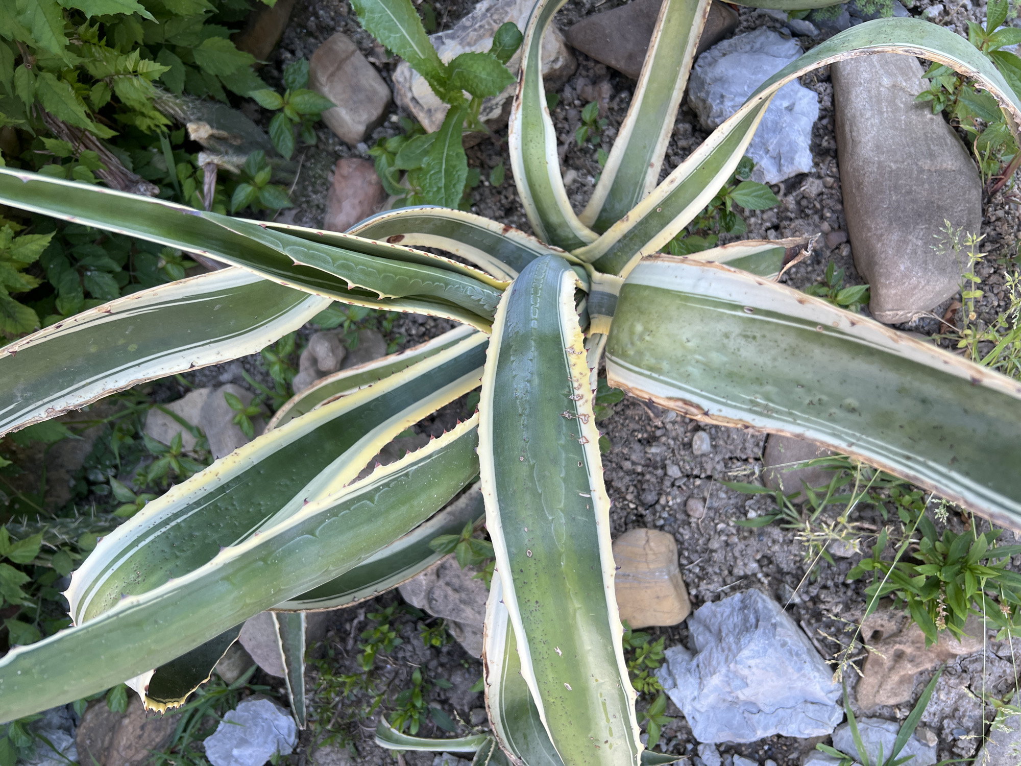 A variegated agave plant with long, succulent leaves is growing outdoors in a rocky, arid environment. The leaves are a mix of green and creamy yellow, with serrated edges. Small green plants and weeds are growing amongst the rocks and soil. The background is blurred, but appears to be more foliage. The image is taken from a high-angle perspective, looking down onto the plant. The location is specified as Goryachiy Klyuch, Russia.
