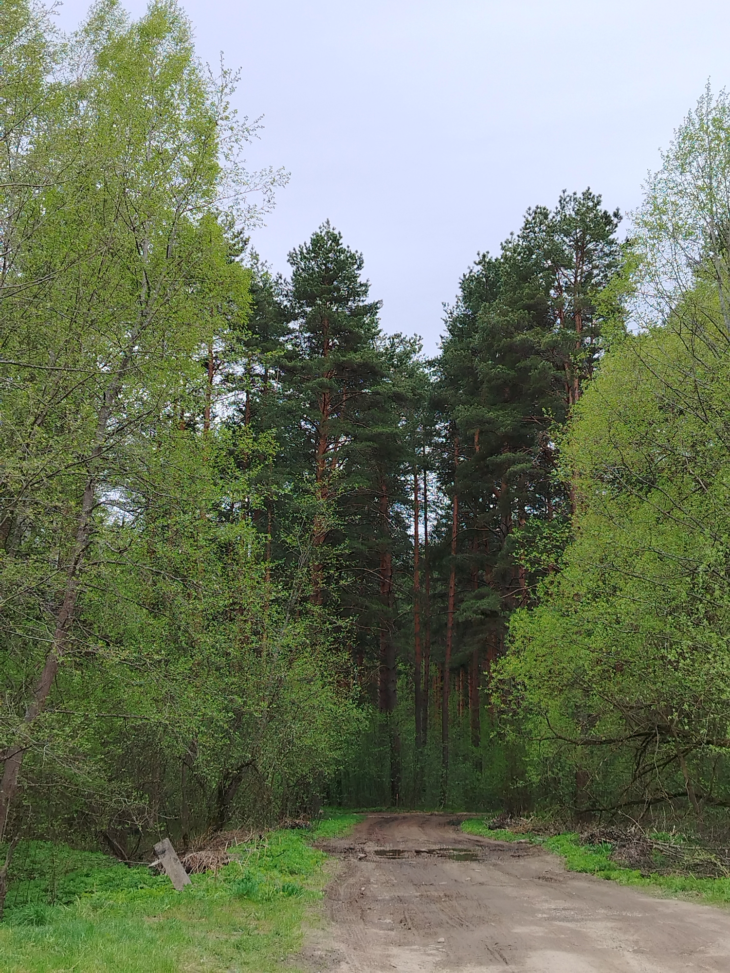 The image shows a dirt road leading into a forest. The trees on either side of the road are a mix of deciduous trees with green leaves and tall pine trees. The road is muddy and has puddles in some areas. The sky is overcast. Location: Unknown, Unknown.
