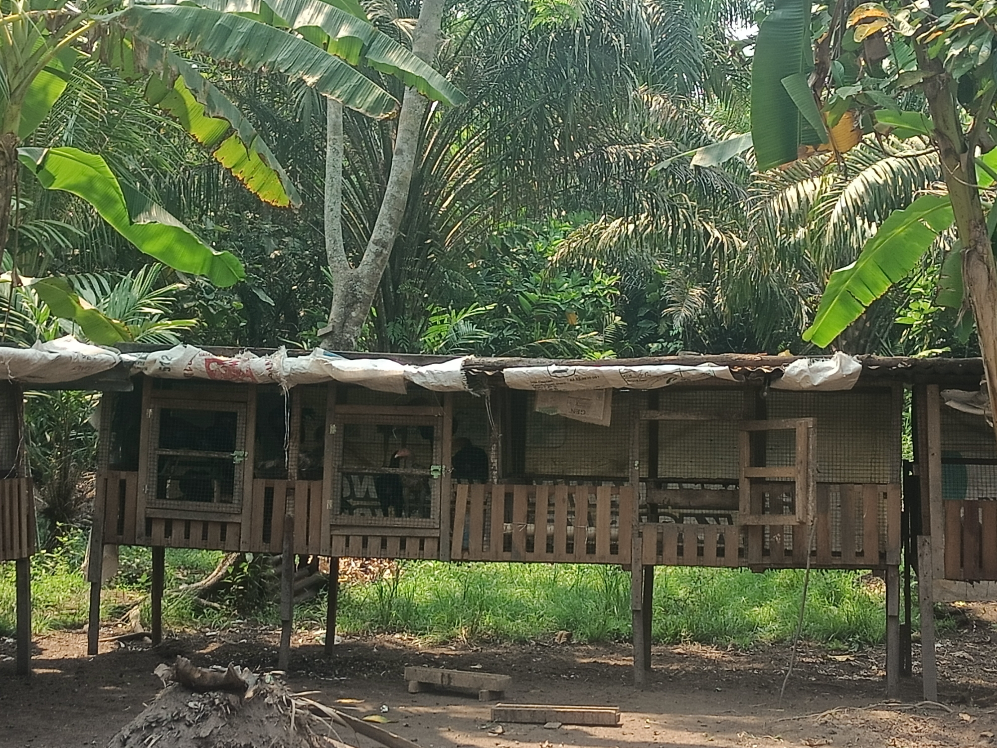 A low-angle medium shot captures a rustic, multi-compartment chicken coop constructed from wood and elevated on stilts. The coop is situated in a lush, tropical environment with abundant vegetation, including palm trees and banana plants, suggesting a rural setting in Rasau Jaya Satu, Indonesia. The coop's roof appears to be a corrugated metal sheet covered with white tarpaulin or plastic sheeting, showing signs of wear.
The coop itself is divided into several sections, each featuring wooden slatted gates or openings, some covered with wire mesh. Within these compartments, chickens are visible. The ground in front of the coop is unpaved, composed of dark soil and scattered debris, including some dried leaves and twigs. In the foreground, a pile of dry organic matter is present, along with a few wooden planks and feeders. The overall impression is one of a functional, albeit somewhat weathered, farm structure in a verdant, natural landscape.