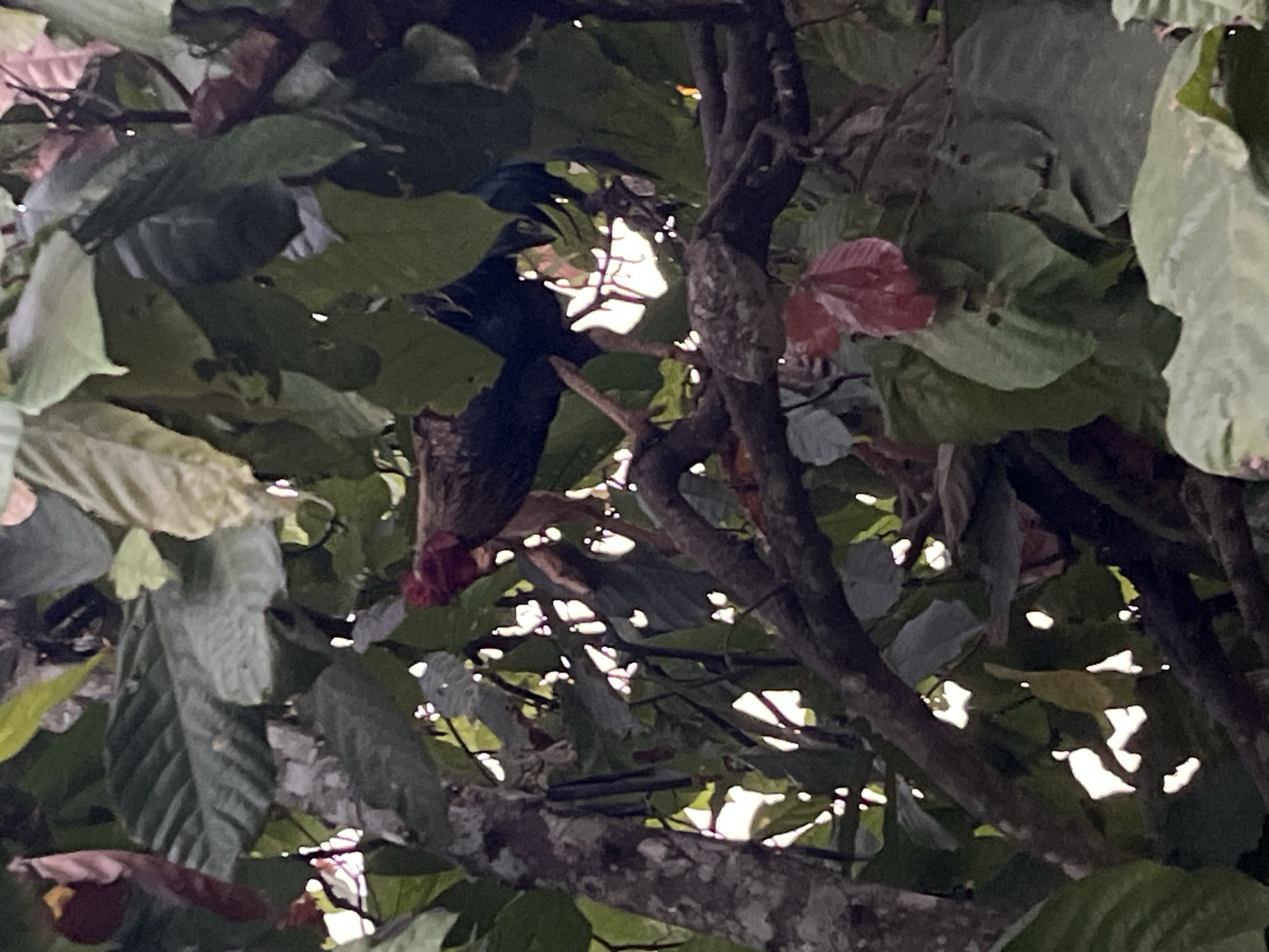 A rooster is perched on a tree branch, nestled among lush green foliage. The rooster, with its vibrant red comb and dark plumage, is partially obscured by leaves. The tree appears to be in a natural, outdoor setting, possibly within the city of Kebumen, Indonesia, given the tropical vegetation. The lighting suggests it might be late afternoon or early morning, with some dappled sunlight filtering through the leaves. The overall scene is one of a natural habitat, where the rooster has found a resting place amidst the trees.