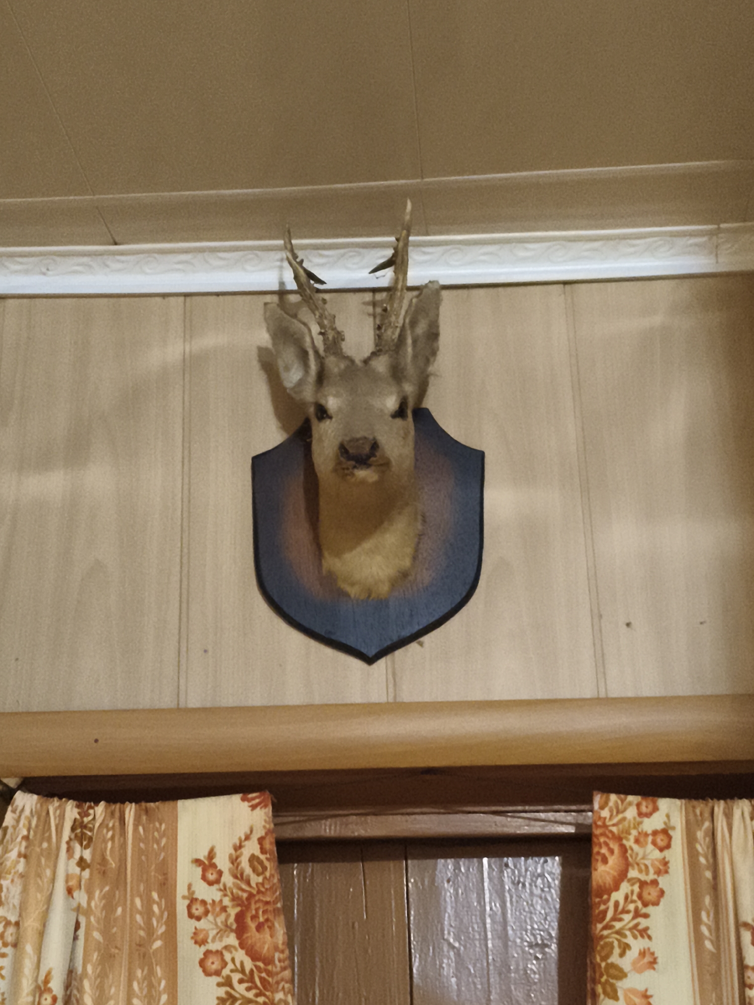 The image shows a taxidermied deer head mounted on a dark blue shield-shaped plaque. The plaque is affixed to a wood-paneled wall. Above the plaque is a white decorative molding and a brown ceiling. Below the plaque is a wooden shelf, beneath which hang curtains with an orange and beige floral pattern. The scene is indoors and appears to be in a room, possibly a home. The location is identified as Ilmino, Russia.