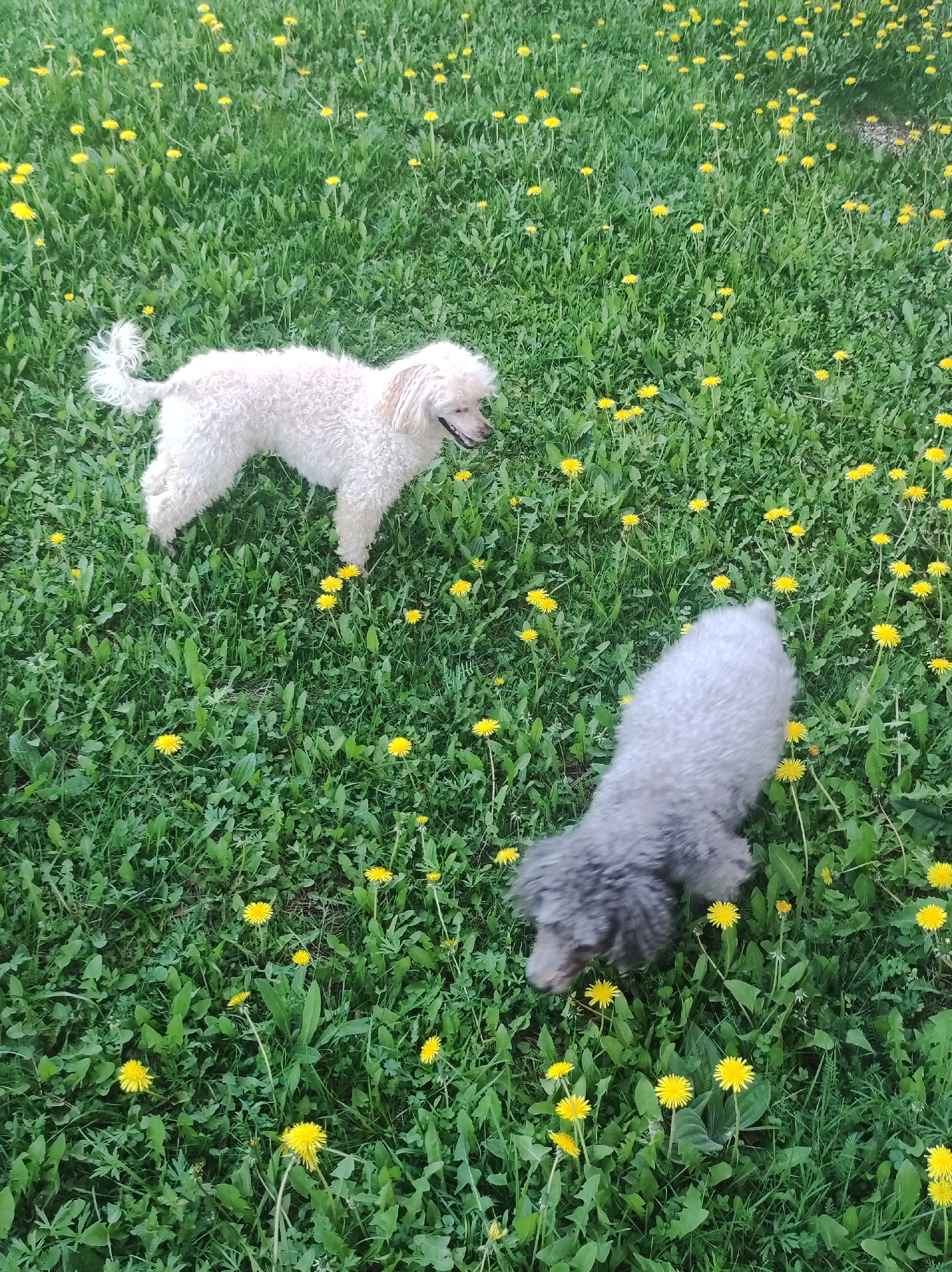 Two poodles are in a field of dandelions. One poodle is white and standing, looking to the right. The other poodle is gray and looking down, near a patch of dandelions. The field is green. The location is Фоки, Russia.