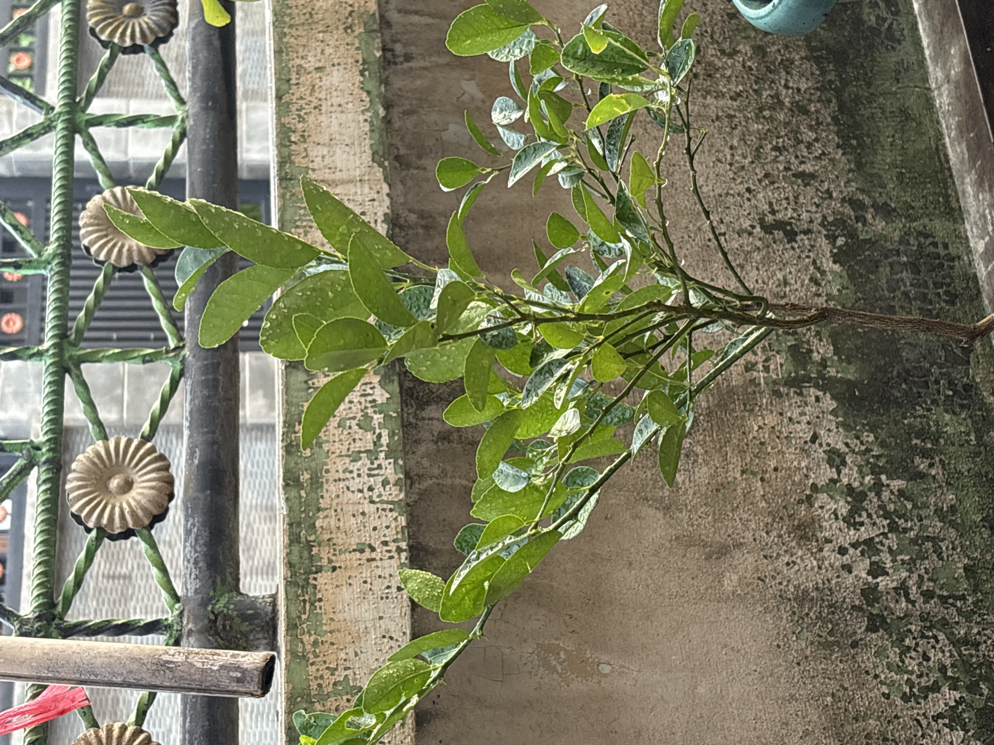 A small, leafy green plant with thin branches stands in a pot, likely in a courtyard or balcony setting in Palimanan, Indonesia. The plant has many small, oval-shaped leaves, some of which show droplets of water. Behind the plant, a textured concrete wall is visible, stained with patches of green and darker splotches, indicating age and possibly moss or mildew growth. A green metal fence with decorative circular elements and twisted metalwork runs horizontally across the upper portion of the image, partially obscuring a building in the background. A wooden pole, possibly a part of the fence or a support structure, is positioned on the left side of the frame. A turquoise pot is partially visible on the far right edge of the image. The lighting suggests it is daytime, with natural light illuminating the scene.