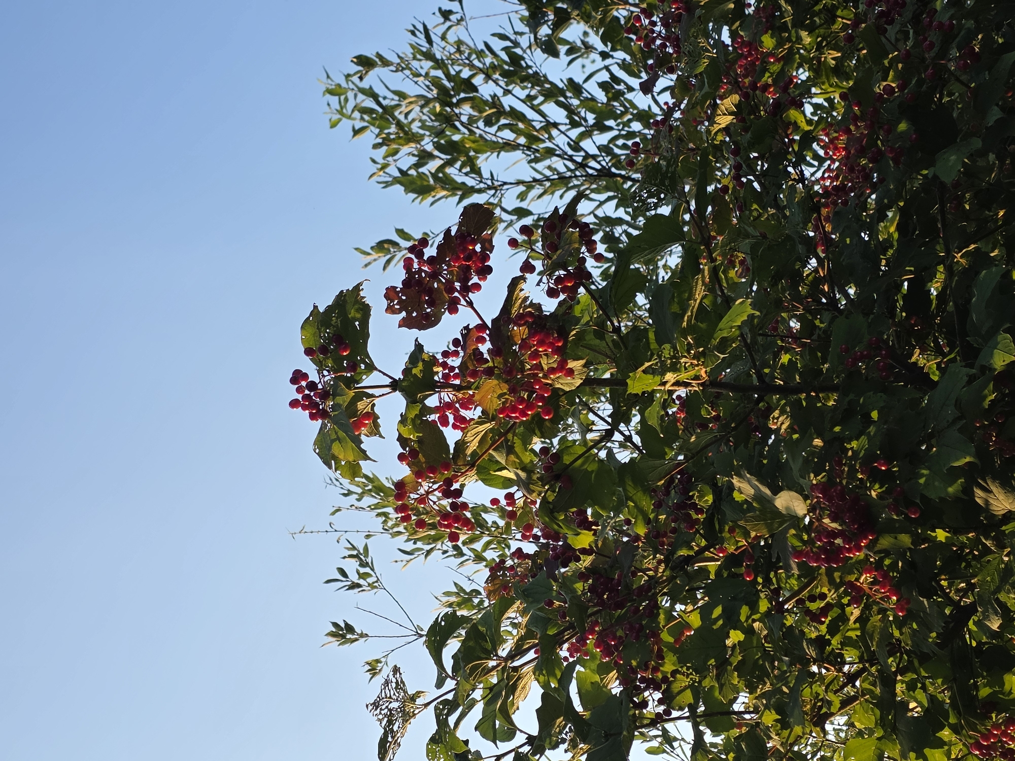 A cluster of red berries on a green-leafed bush is depicted in the foreground, set against a clear blue sky. The bush appears to be in a natural outdoor setting, with other greenery visible in the background. The sunlight illuminates the berries, giving them a bright sheen. The image does not contain any people, man-made structures, or specific landmarks that would indicate its location within the city of Sinyavino, Russia.