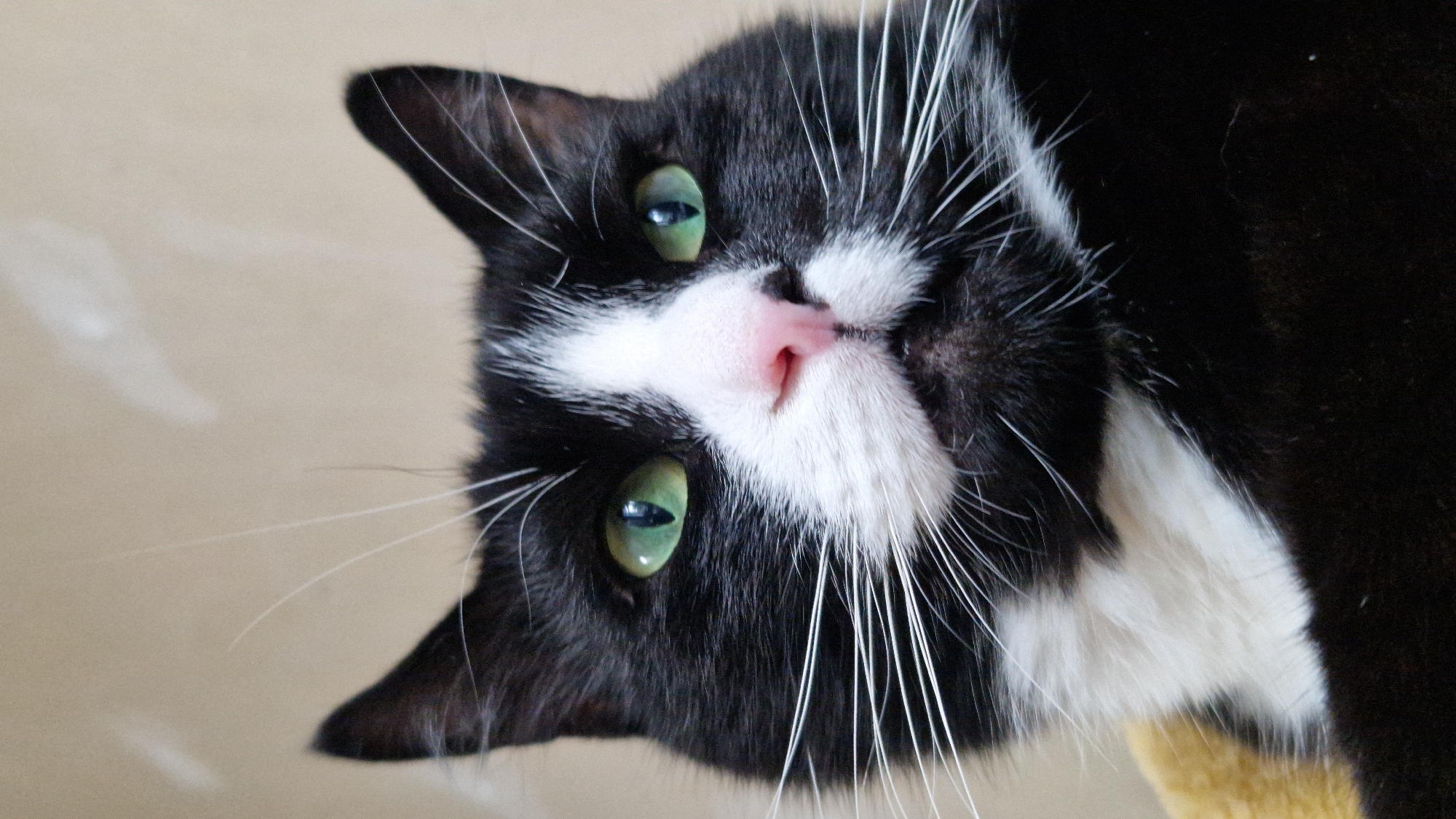The image shows a close-up portrait of a black and white cat. The cat has bright green eyes, a pink nose, and long white whiskers. Its fur is predominantly black with white markings on its chest and face. The background is a plain, light-colored wall, with a blurred yellow object visible on the left side, possibly a blanket or piece of furniture. There is no discernible connection to the city of Riga, Latvia.