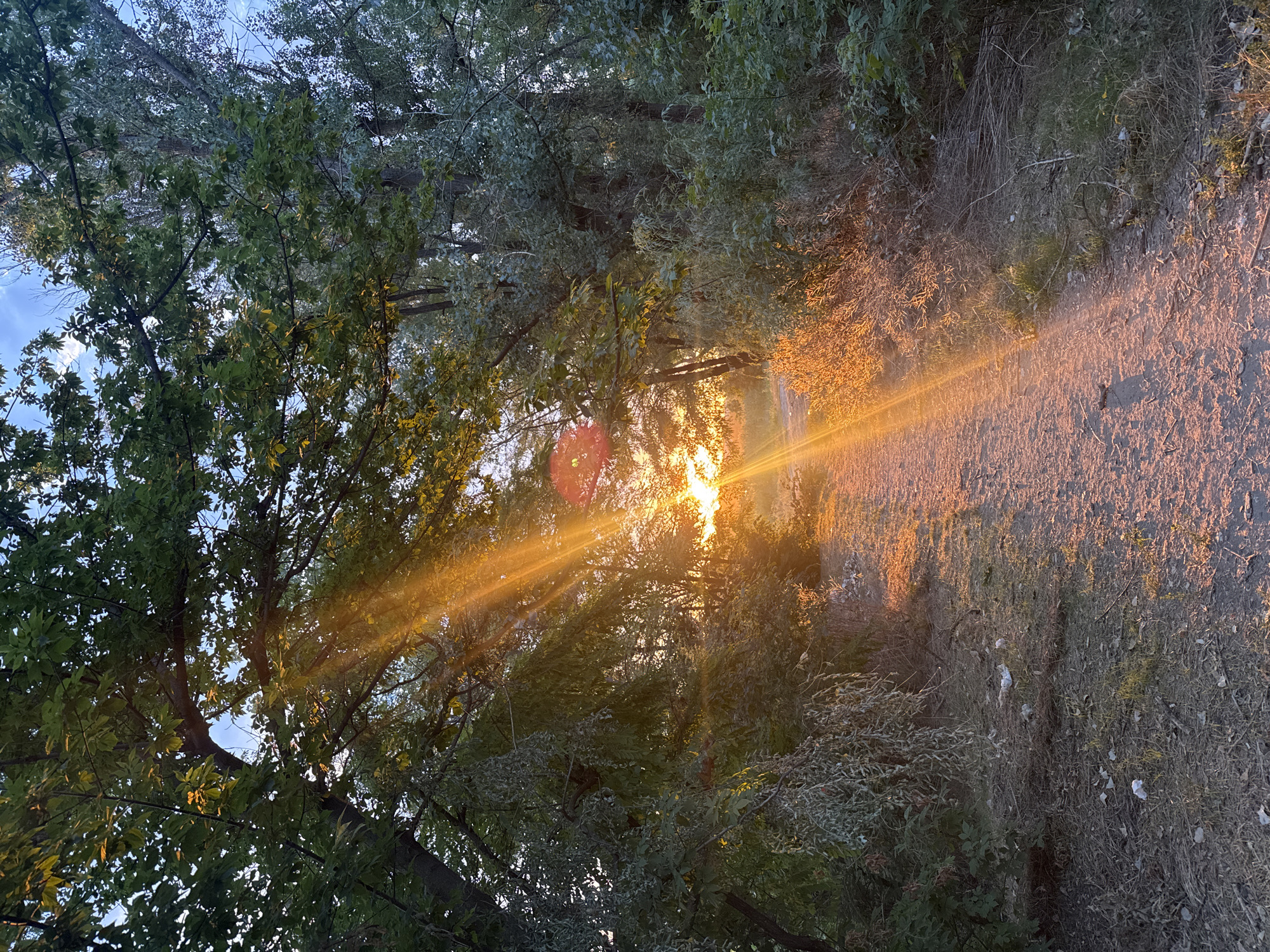 The image shows a dirt path through a wooded area with sunlight streaming through the trees. The sun is low in the sky, casting long shadows and illuminating the path with a warm glow. The trees are dense and green, with some branches reaching across the path. The ground is covered in dry leaves and twigs. The scene appears to be a natural area within or on the outskirts of Rostov-on-Don, Russia, possibly a park or a nature reserve. There are no people or animals visible in the image.