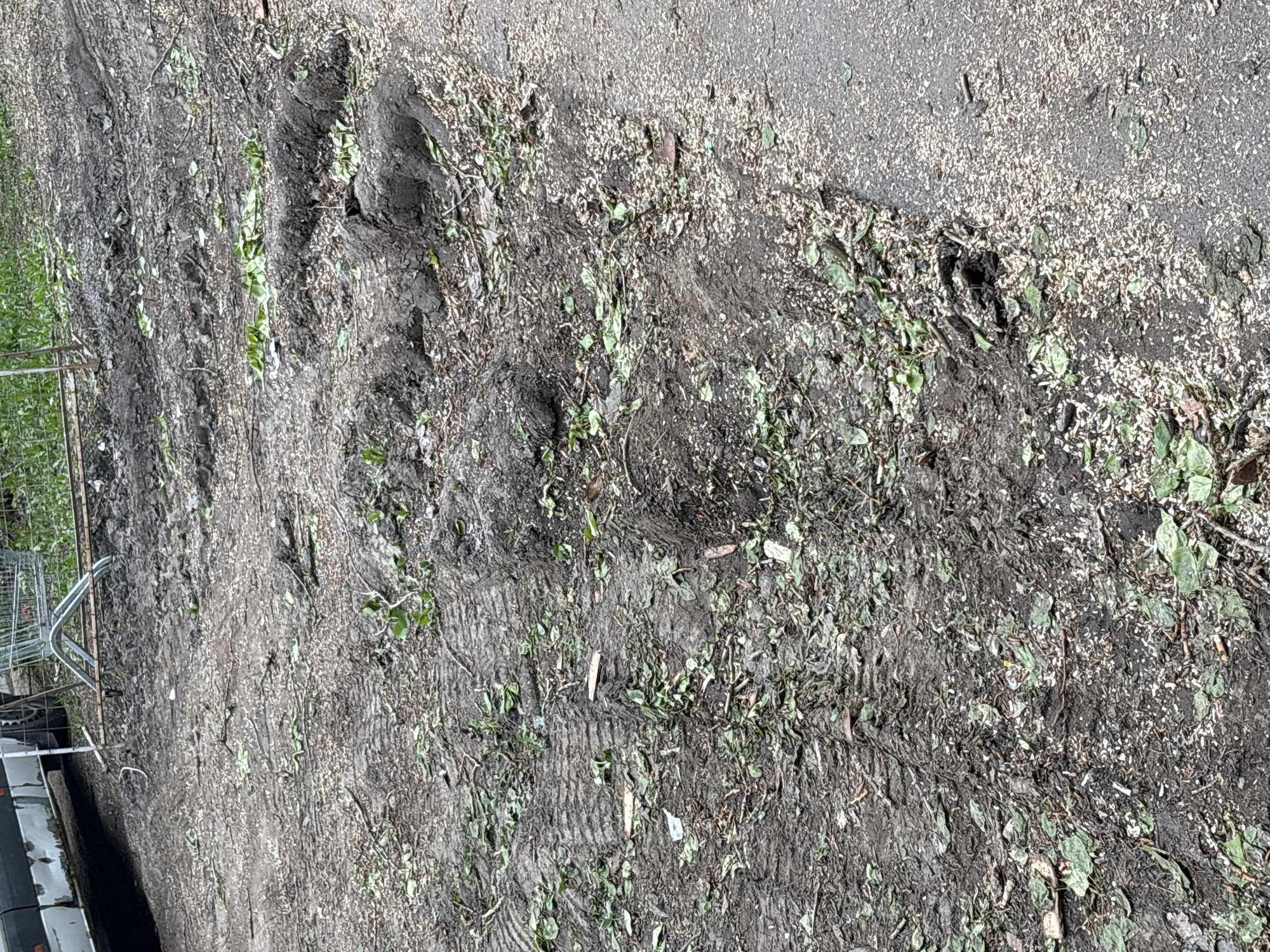 The image shows a muddy, uneven ground surface with tire tracks and footprints. There are scattered leaves, twigs, and wood shavings on the ground. A shopping cart and part of a vehicle are visible on the left side of the image. The location in Saint Petersburg, Russia, cannot be determined from the visual information provided.