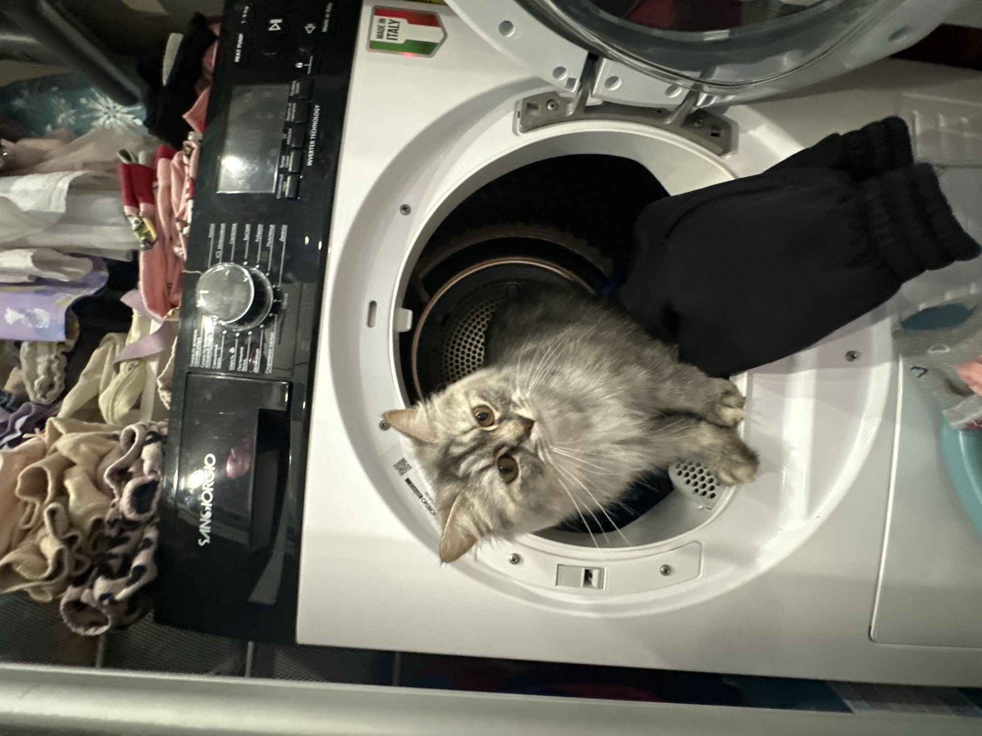 A medium, head-on shot depicts a gray tabby cat inside the open door of a white front-load washing machine. The cat is facing forward with its paws resting inside the metal drum. The machine appears to be a Sangiorgio brand, with a black control panel to the left of the door that reads "INVERTER TECHNOLOGY." A sticker with the colors of the Italian flag and the words "MADE IN ITALY" is visible at the top right of the control panel. Loose clothing is piled to the left and right of the machine. The setting appears to be an indoor laundry area. No specific location information for Chaikovsky, Russia, can be determined from the image.