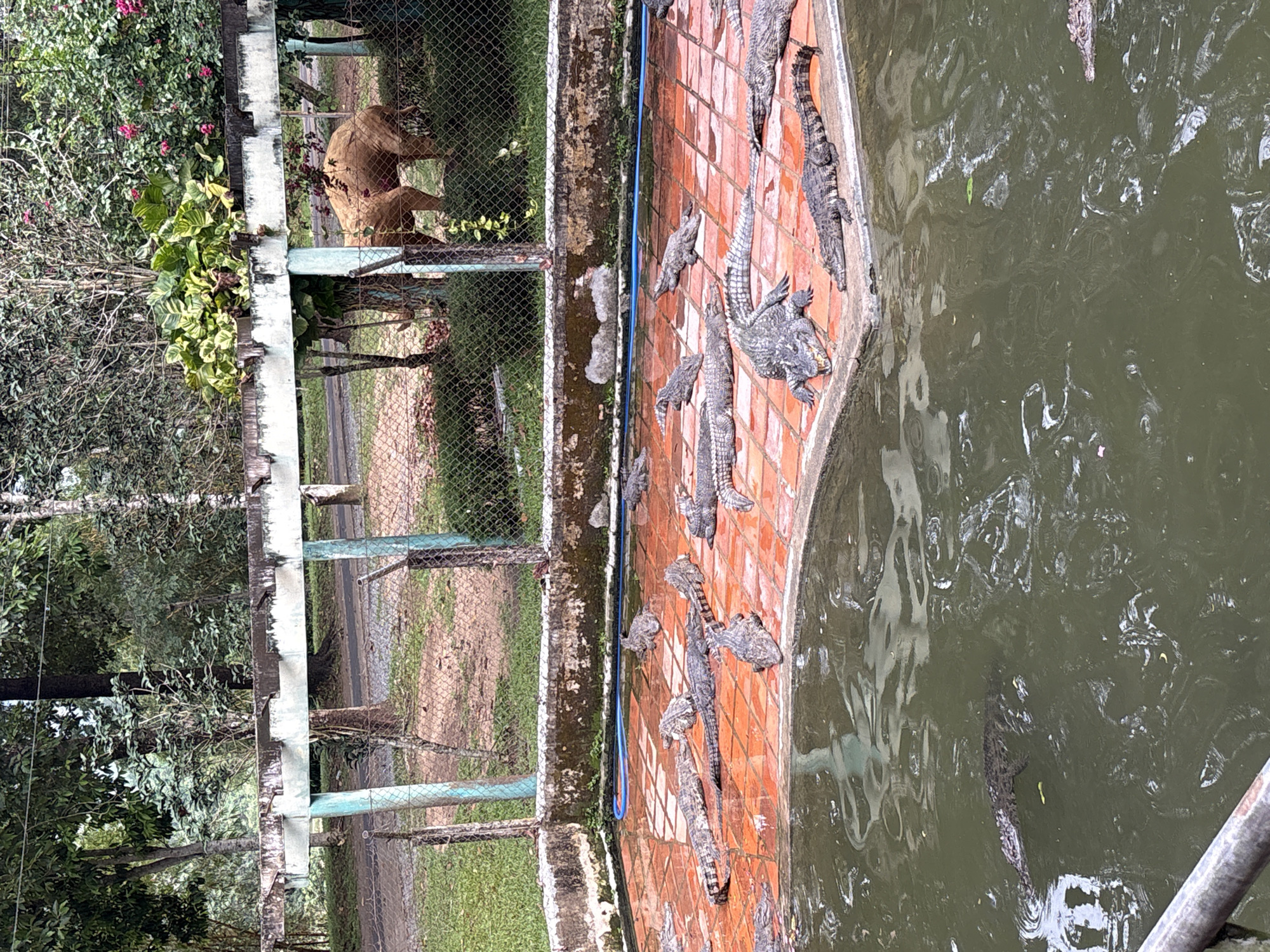 The image shows a crocodile farm in Khanh Vinh, Vietnam. Numerous crocodiles of varying sizes are seen both on land and in the water. The enclosure is surrounded by a fence and vegetation. There are no people visible in the frame. The environment is characterized by a pond with dark-colored water and a tiled area where the crocodiles are basking.