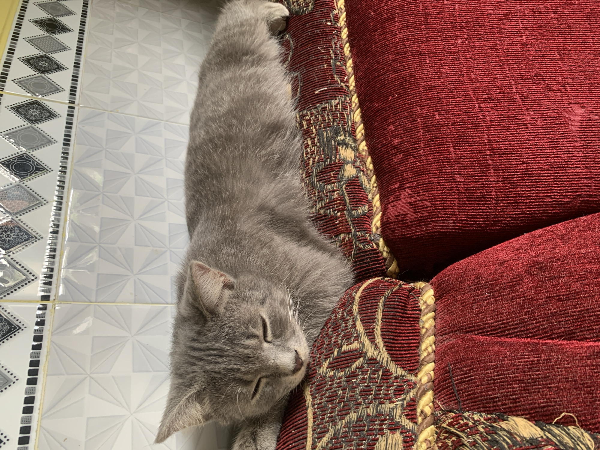 A gray tabby cat is sleeping on a red couch. The cat is lying on its side with its eyes closed. The couch has a patterned fabric on the back and a solid red fabric on the seat. The background is a tiled wall. The image is taken from a high angle. There are no people visible in the image. The location is not specified to be in Jajag, Indonesia.