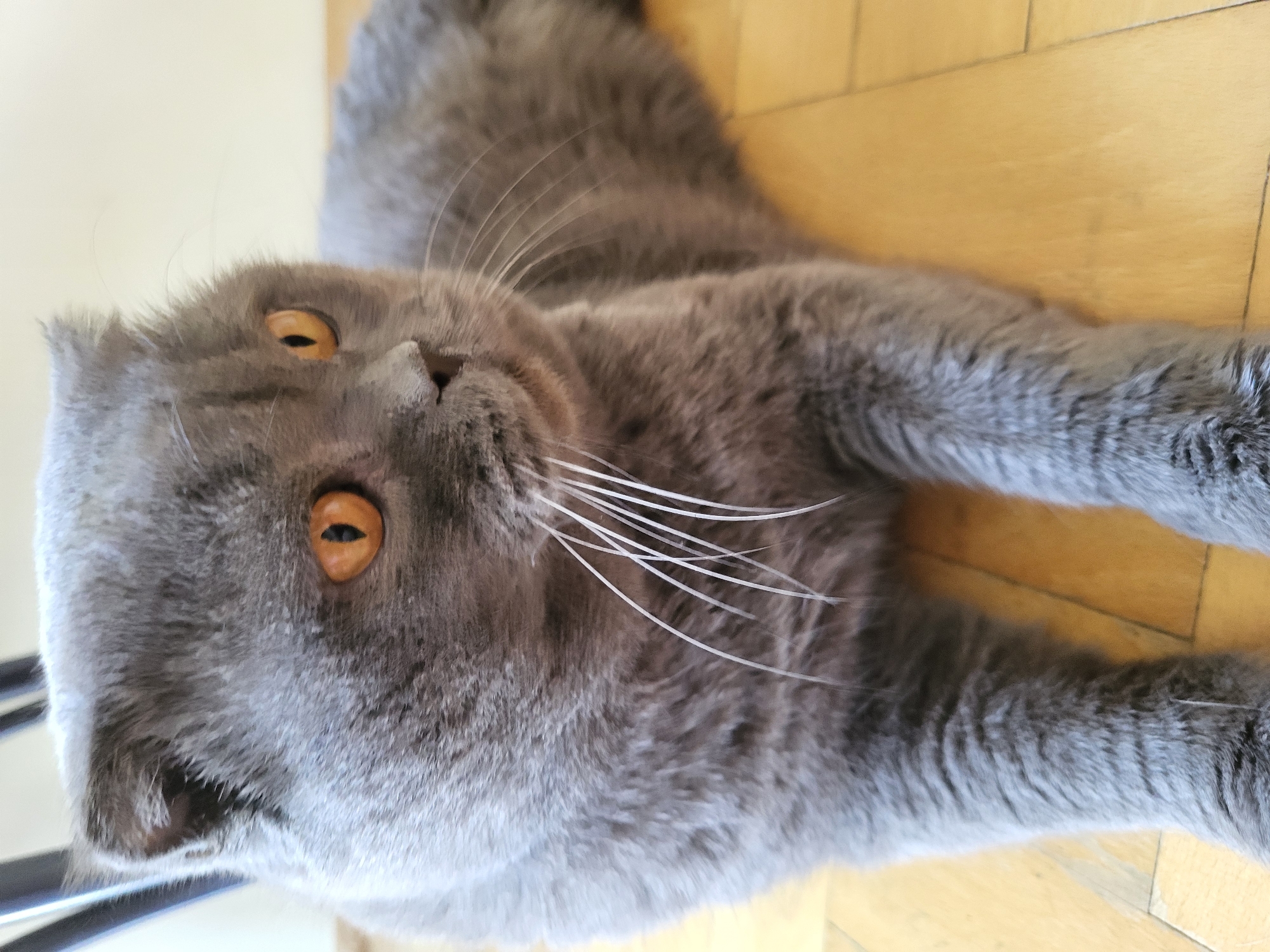 A gray Scottish Fold cat with orange eyes lies on a wooden floor. The cat is facing to the right, with its head tilted slightly. Its ears are folded forward, and its whiskers are long and white. The cat's fur is thick and soft, and its body is long and slender. The floor is made of polished wood, with a light grain. The background is blurred, but it appears to be an indoor setting.